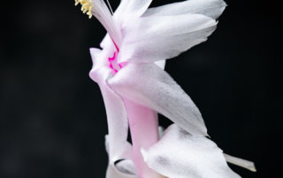 Portrait of a blossom from a Christmas cactus (Schlumbergera)