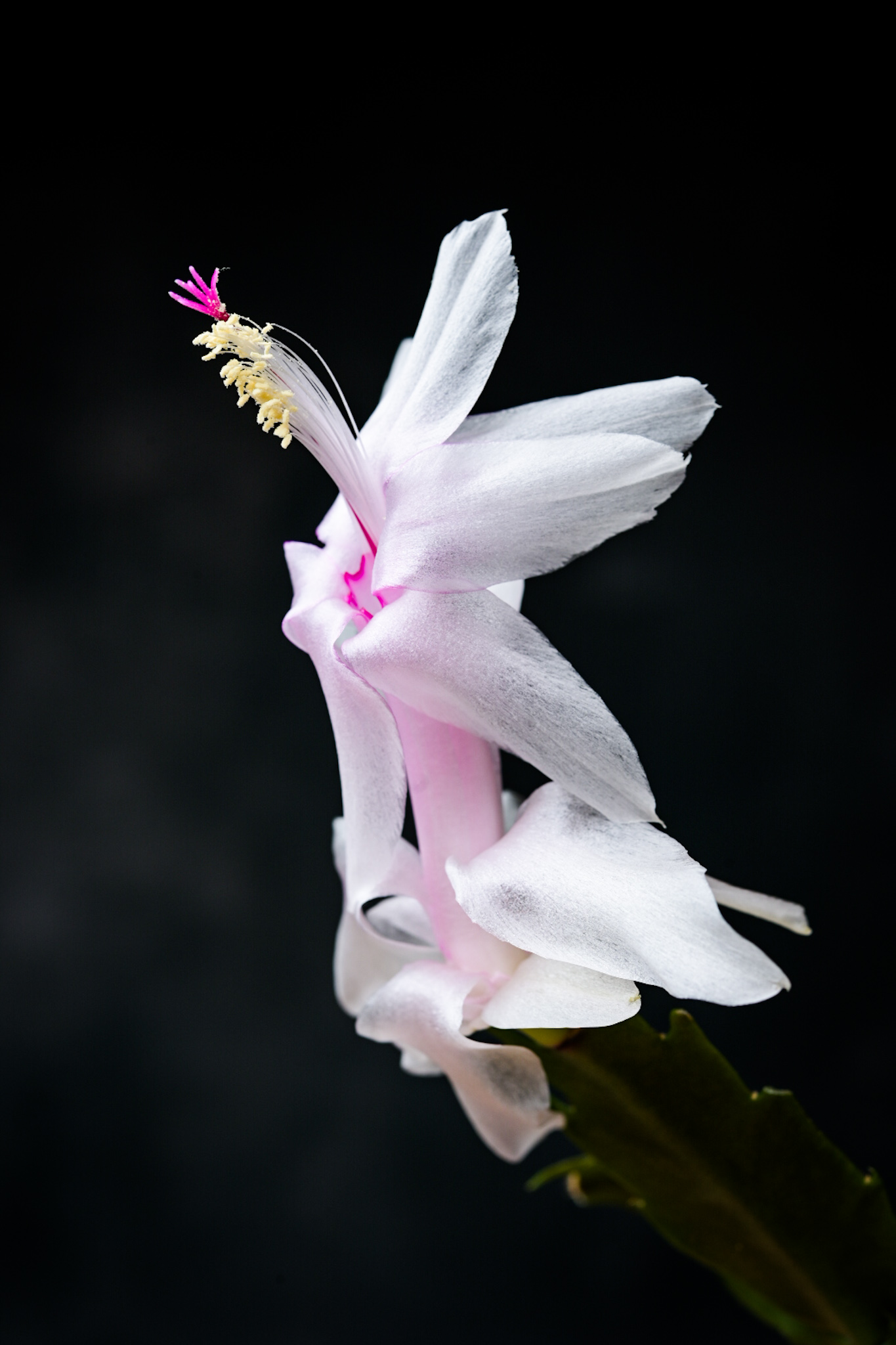 Portrait of a blossom from a Christmas cactus (Schlumbergera)