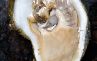 A shucked raw Gulf oyster