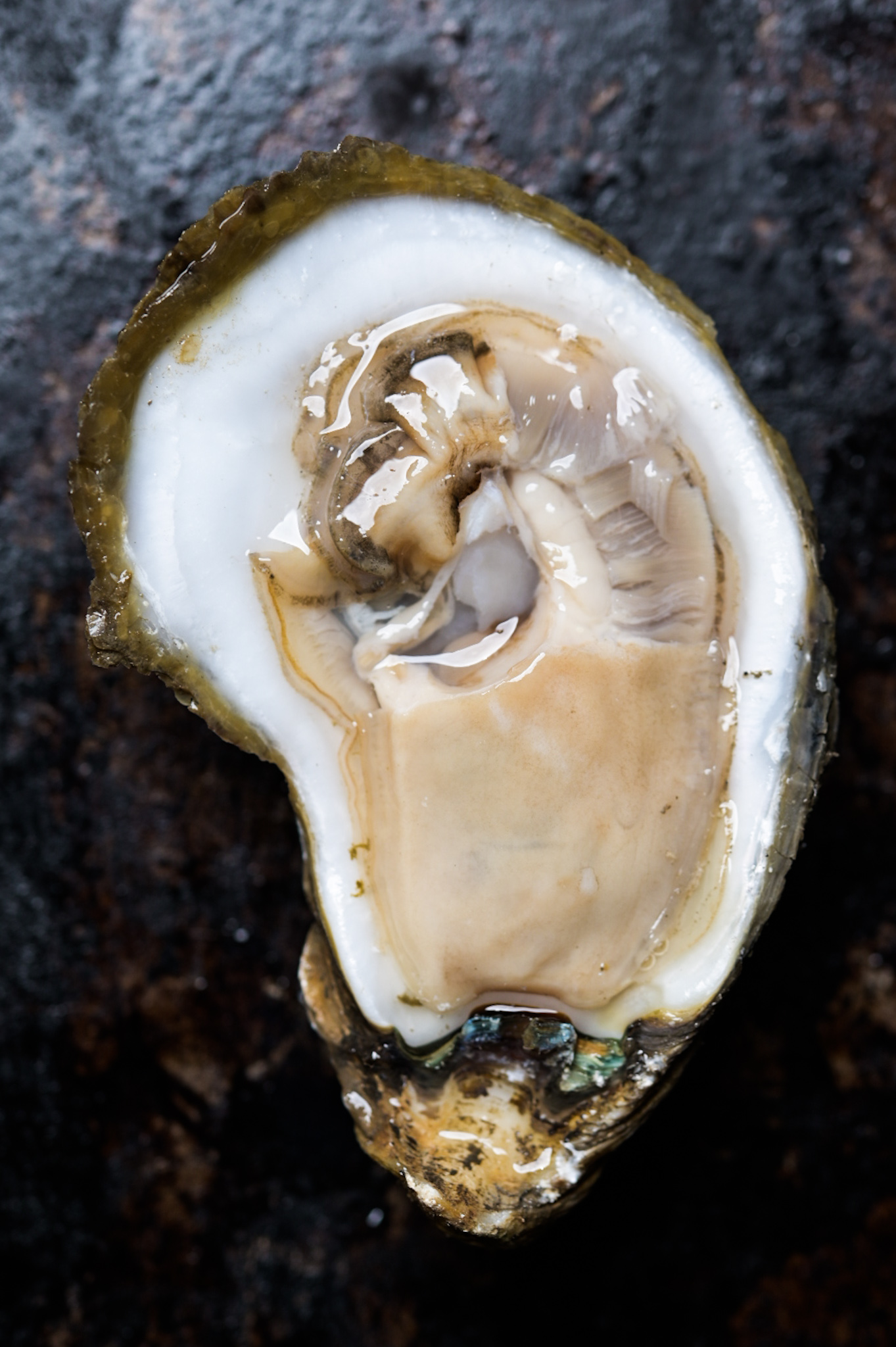 A shucked raw Gulf oyster
