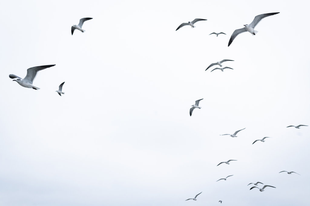 Gulls trail the oyster boat on the journey back to dock