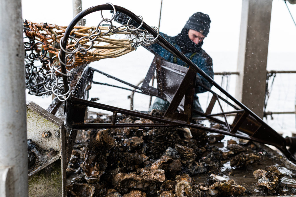 Matt empties a dredging cage onto a steel table