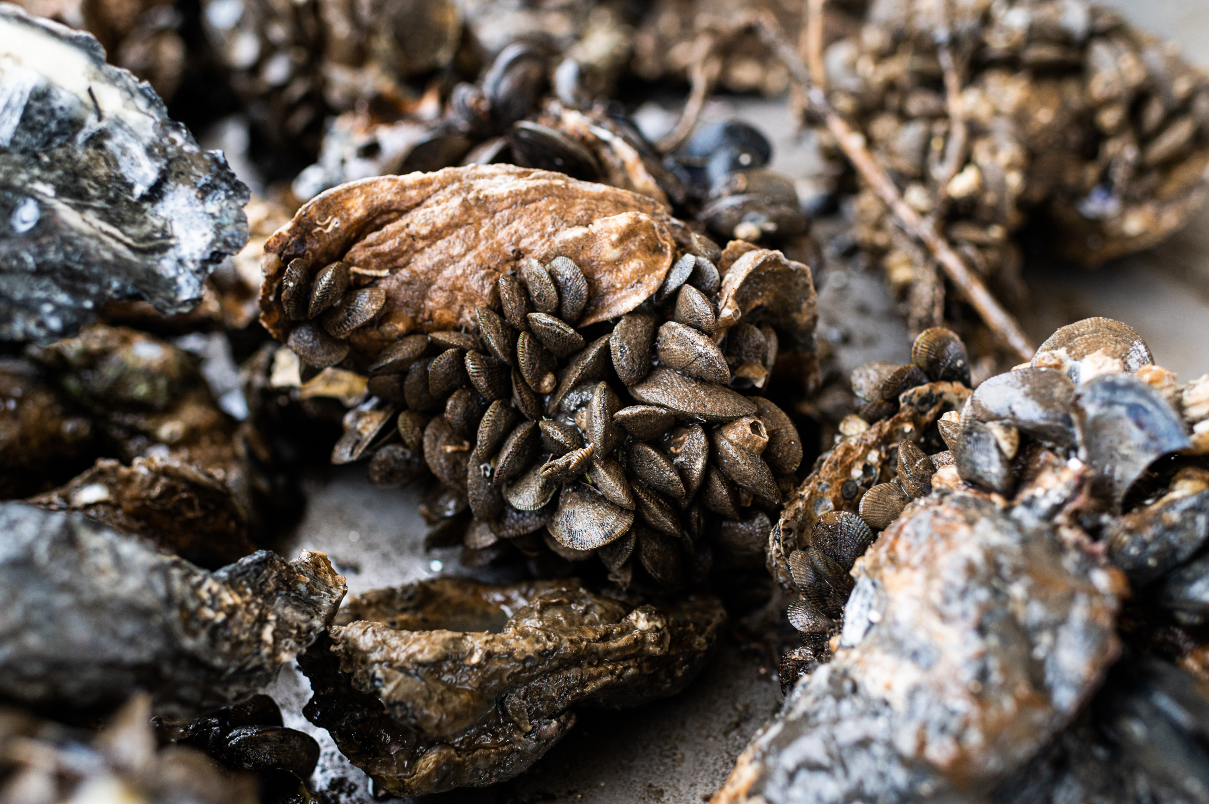 Wild caught oysters are often covered in mussels
