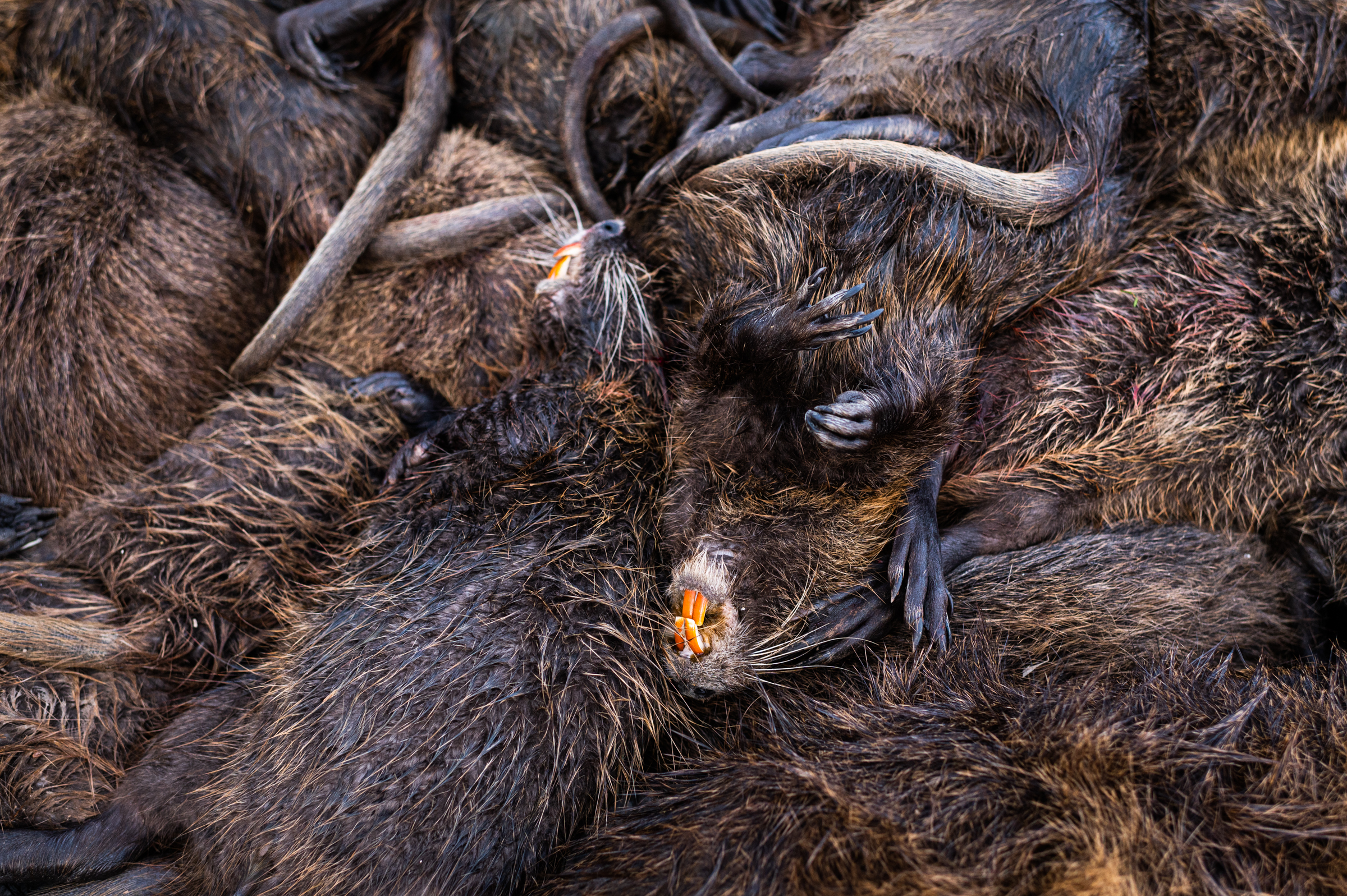 The notable yellow teeth can be seen in a pile of dead nutria