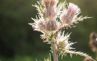 Thistle is a common weed, and is mostly edible