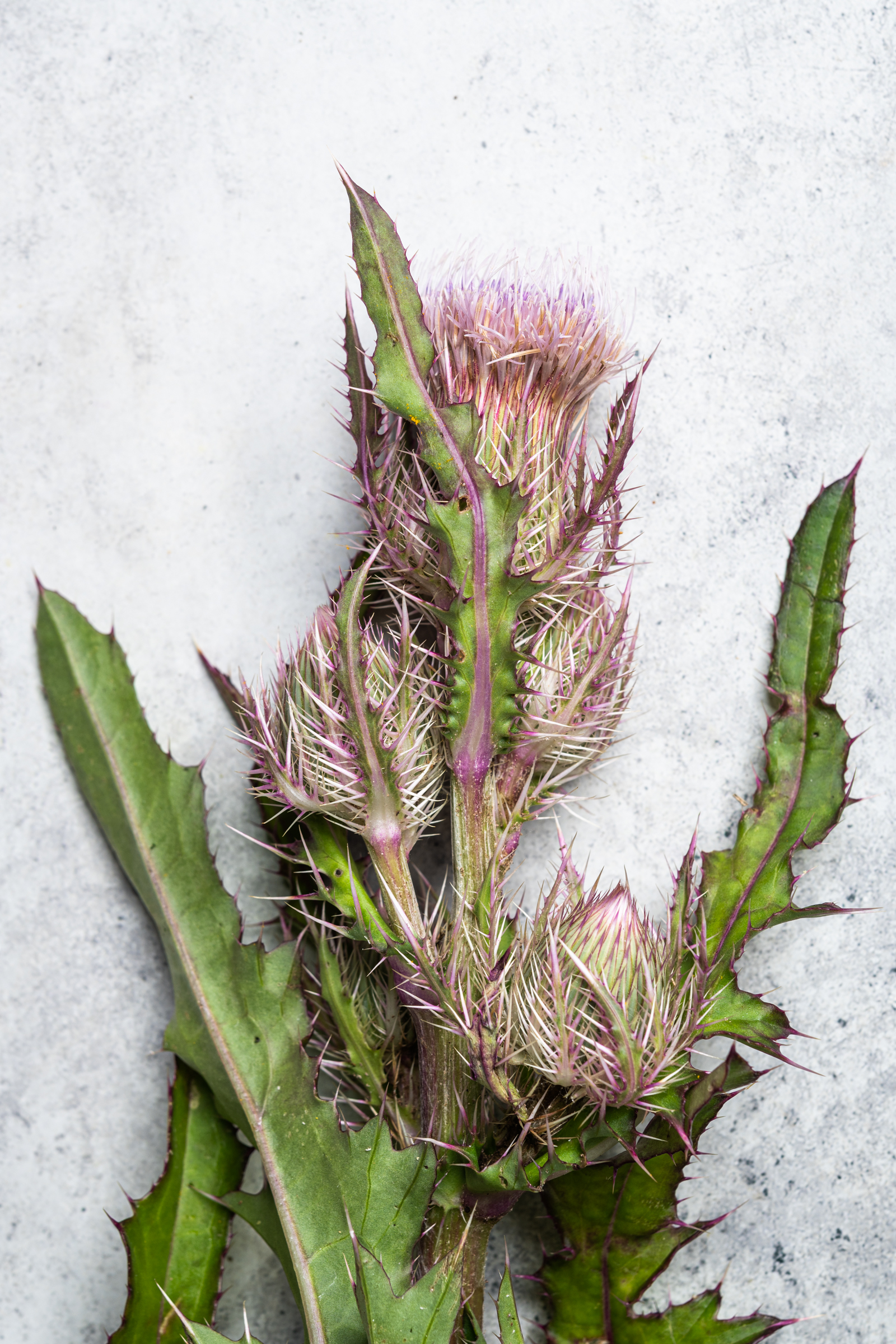Purple thistle, known in South Louisiana as chadron