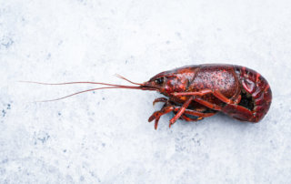 Freshly boiled crawfish from Gulf South Crawfish