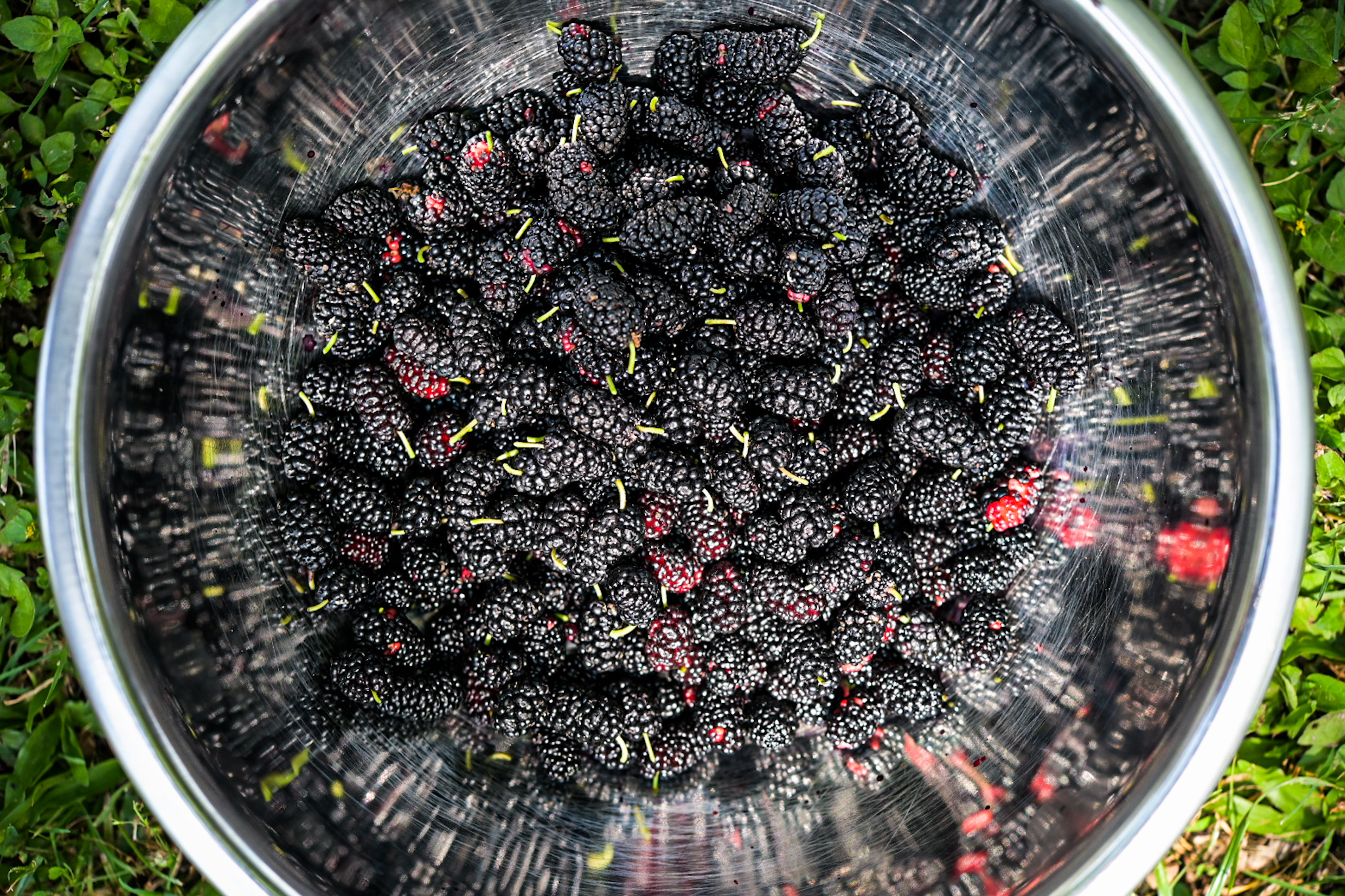 Foraged mulberries from Central City, New Orleans