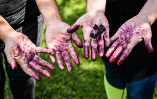 Purple-stained hands and fingers from berry picking