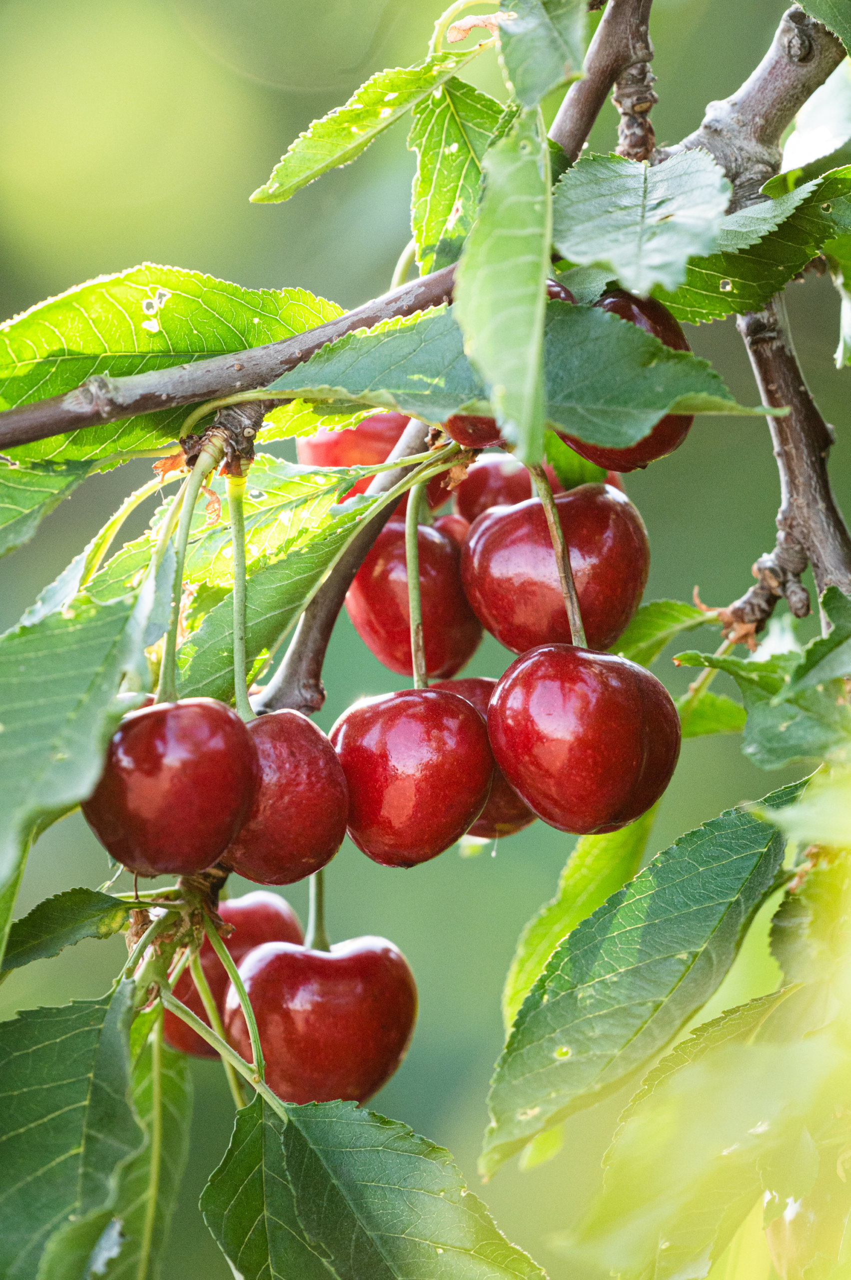 A bunch of fresh cherries growing on a farm outside of Fresno, California