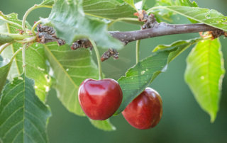 Two cherries growing in Central California