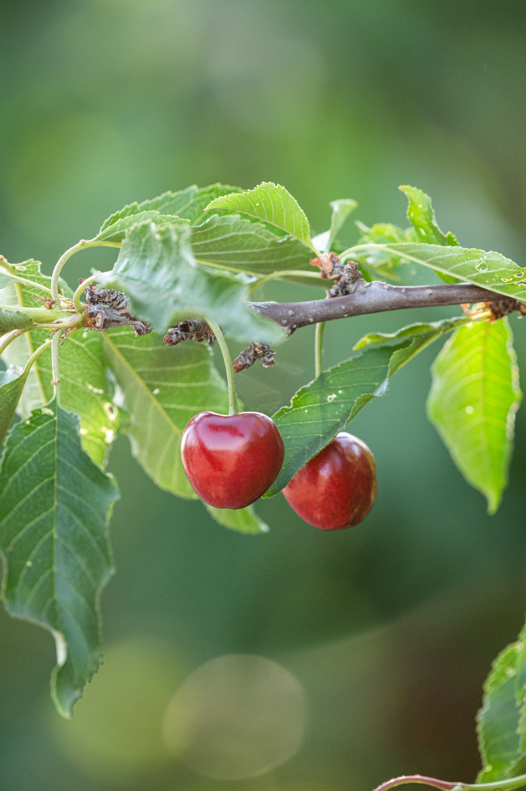 Two cherries growing in Central California