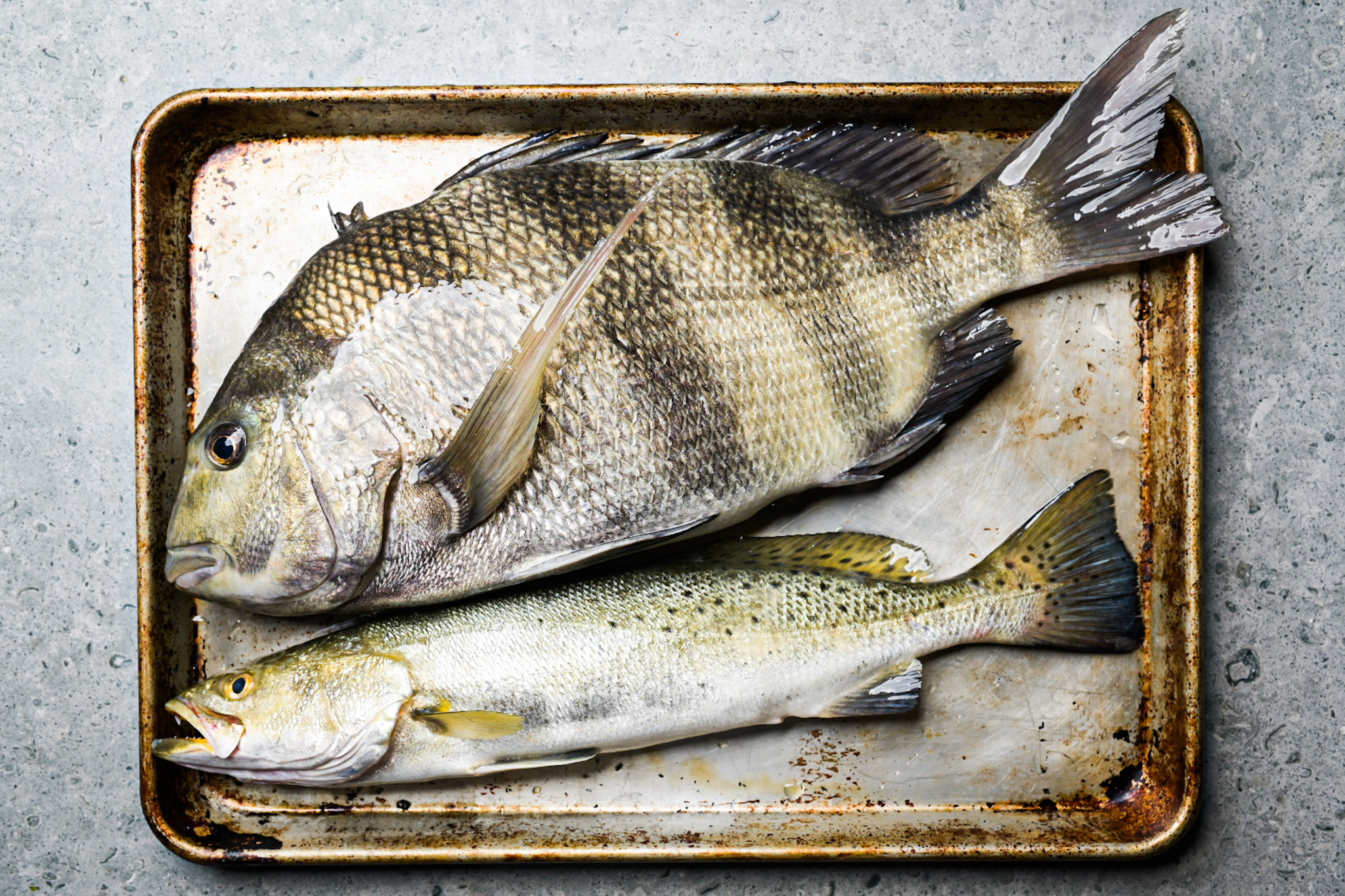 Fresh sheepshead and speckled trout from the marsh