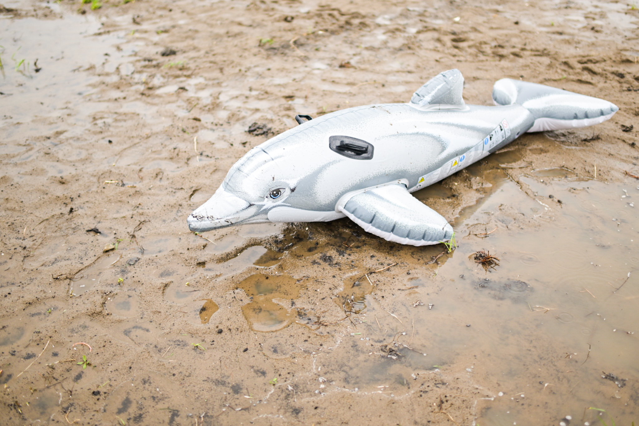 An inflatable dolphin swims in a puddle of rain water in the middle of the festival grounds