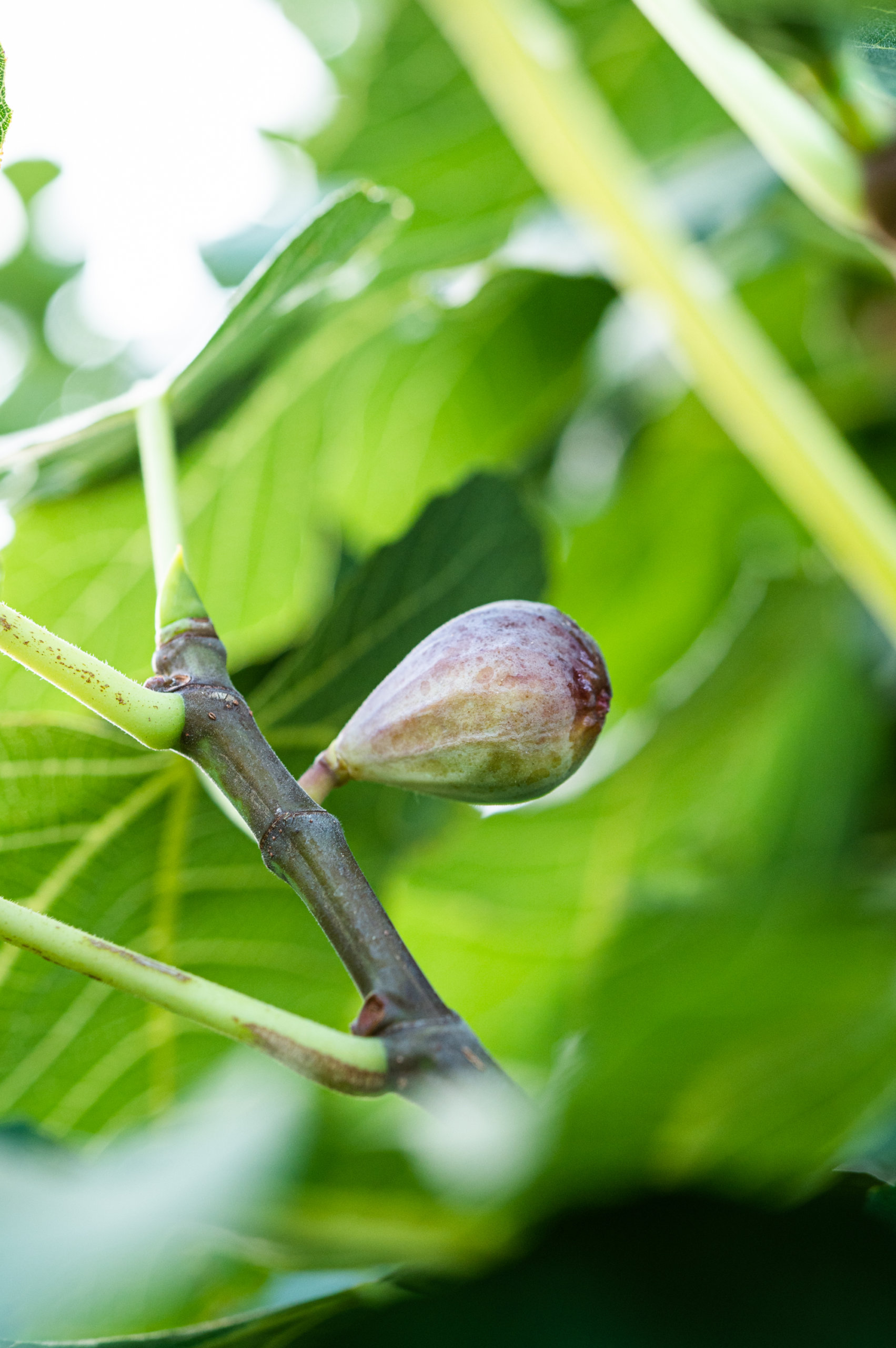 A fresh fig, almost ripe for picking