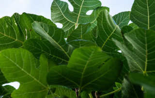 Lush foliage on a fig tree in Central City, New Orleans