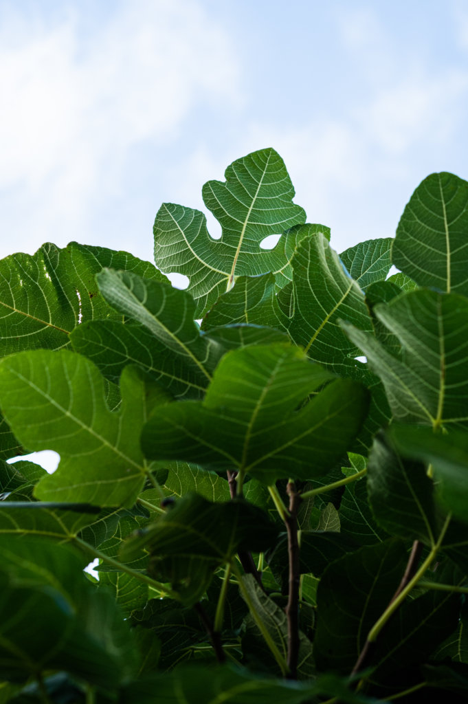 Lush foliage on a fig tree in Central City, New Orleans