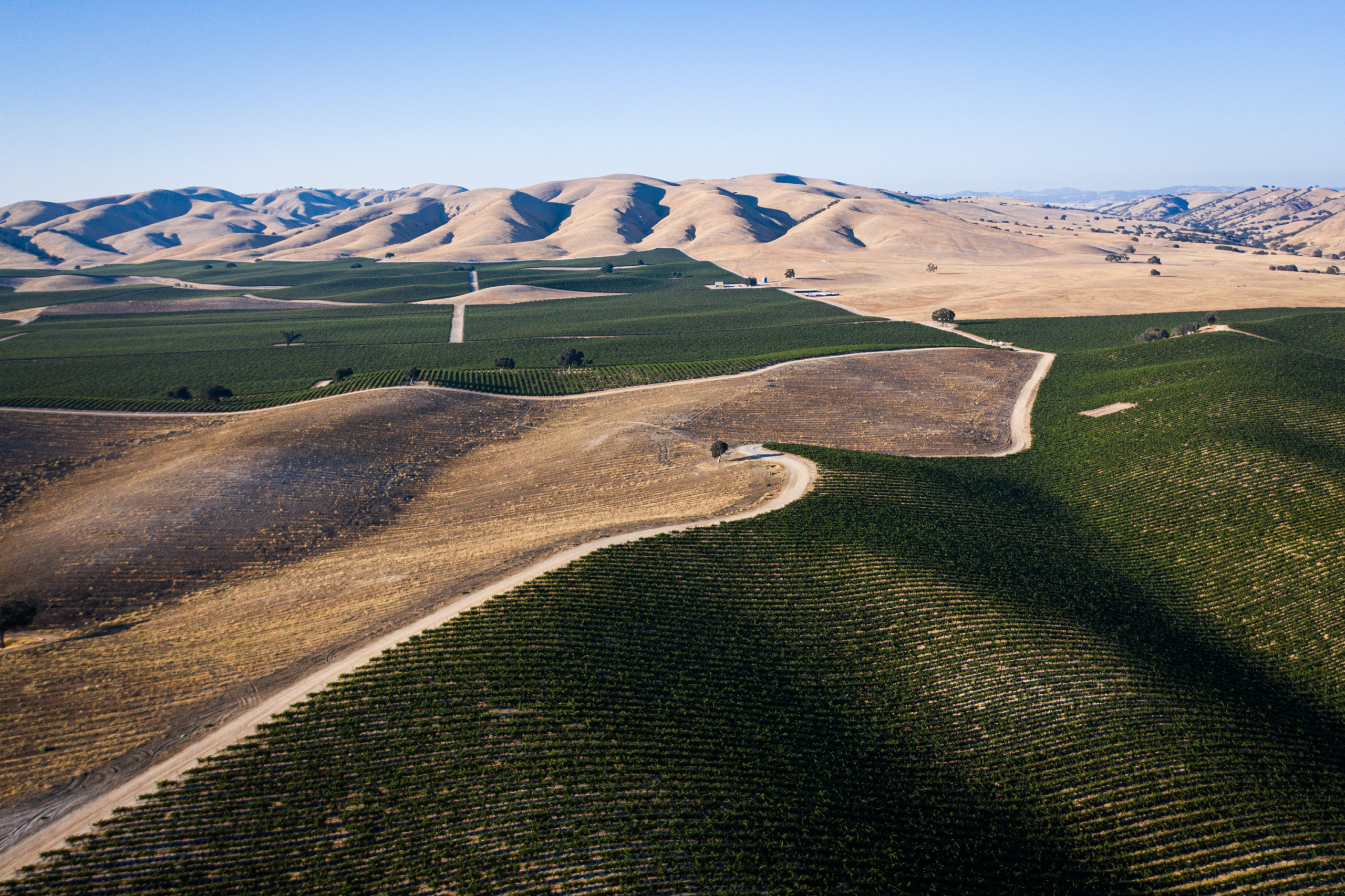 Aerial view of grape vines growing in Paso Robles, California