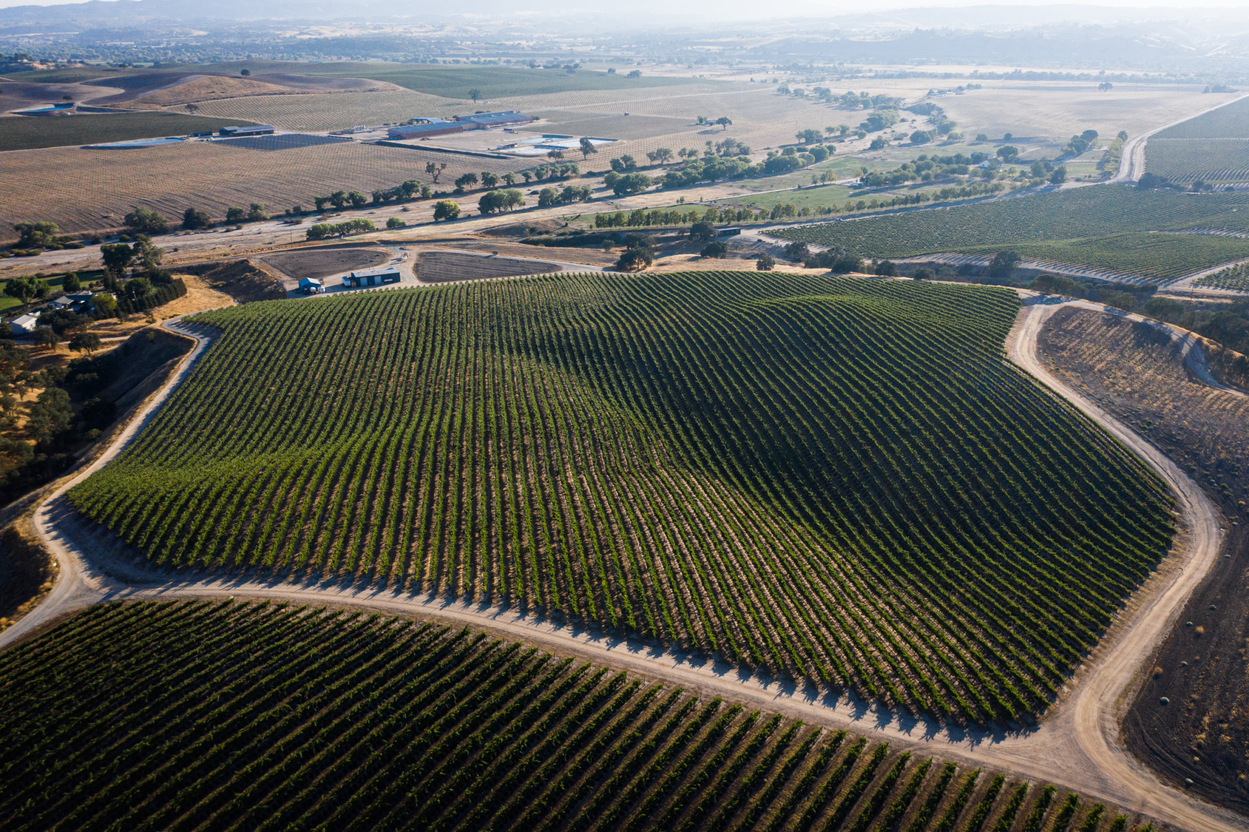 Rolling foothills planted in wine grapes