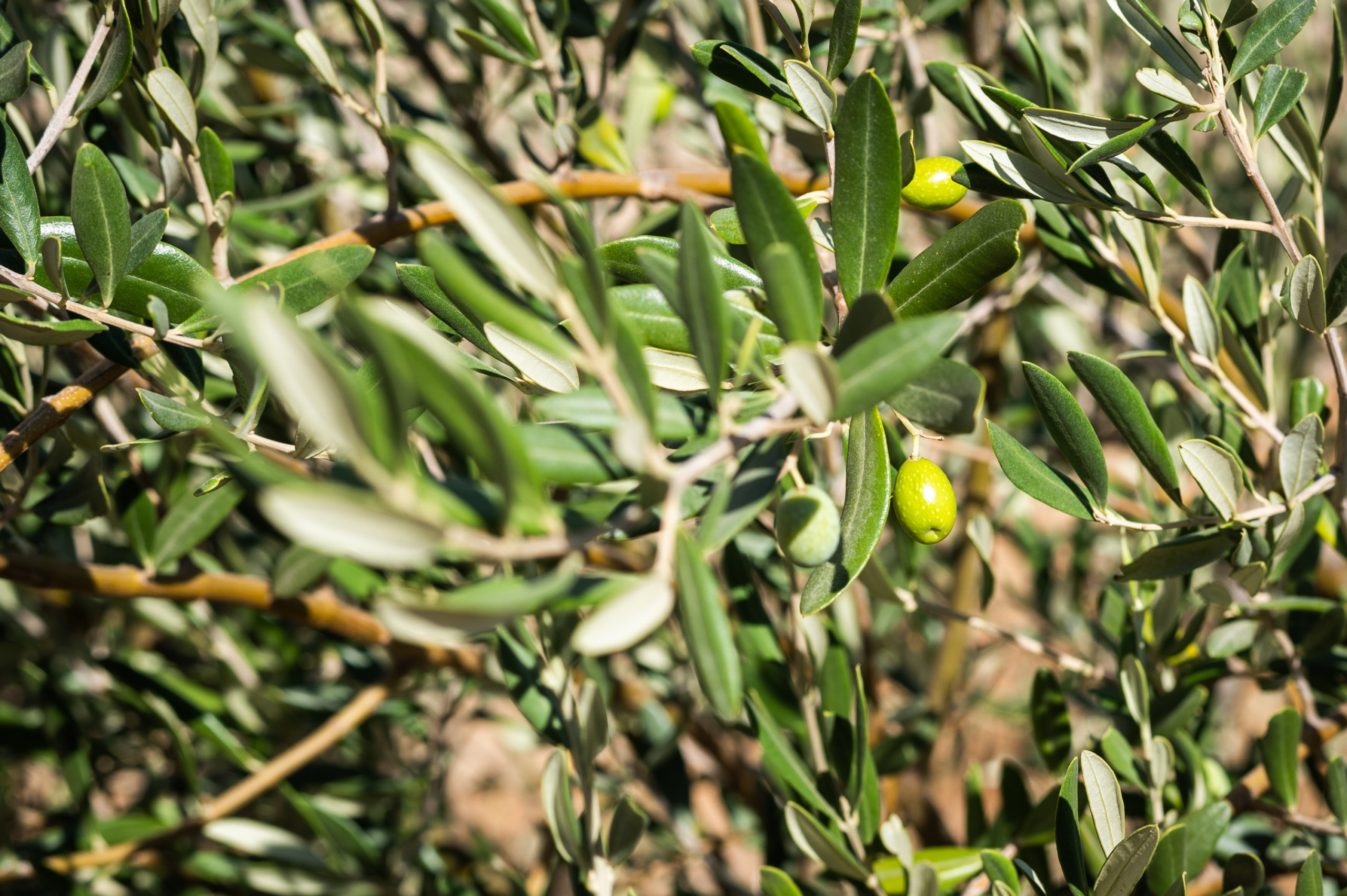 Young olives growing at San Miguel Olive Farm