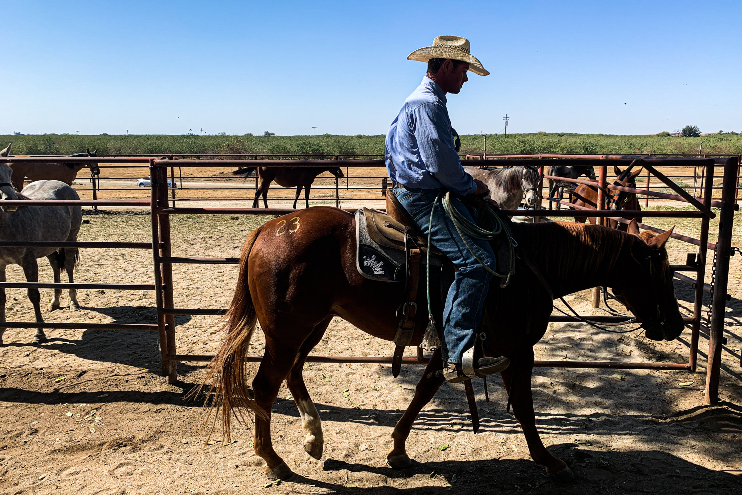 A cowboy rides a horse into the auction arena