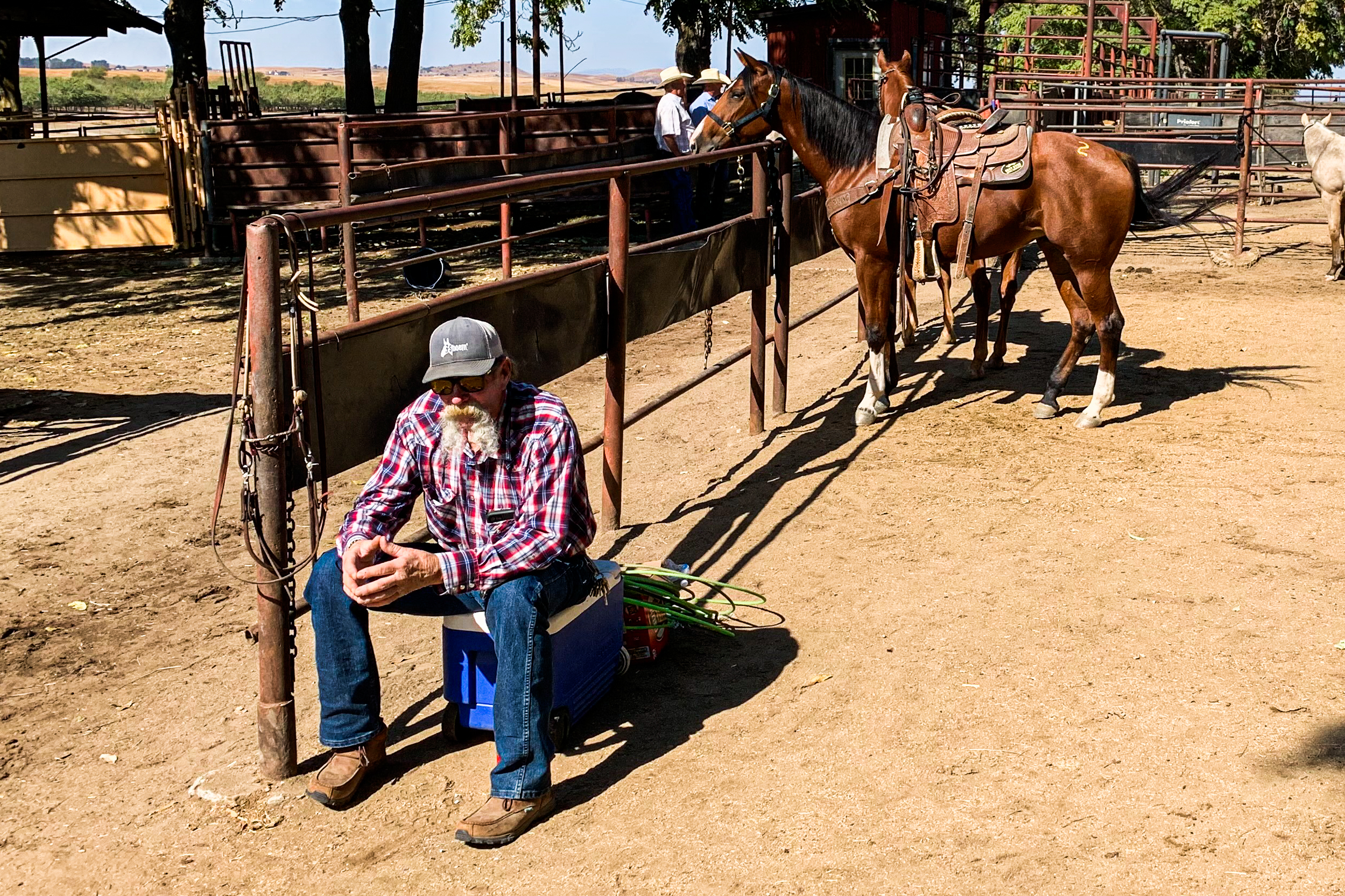A man keeps watch over horses penned before auction