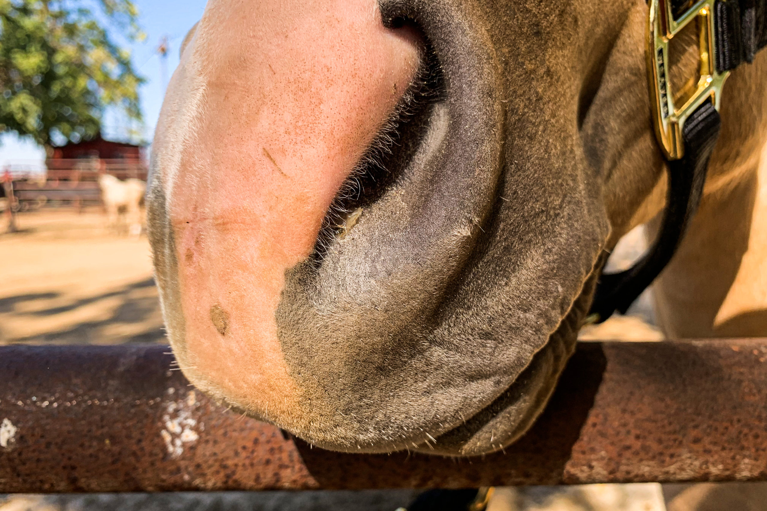 A close-up shot of a horse's nose