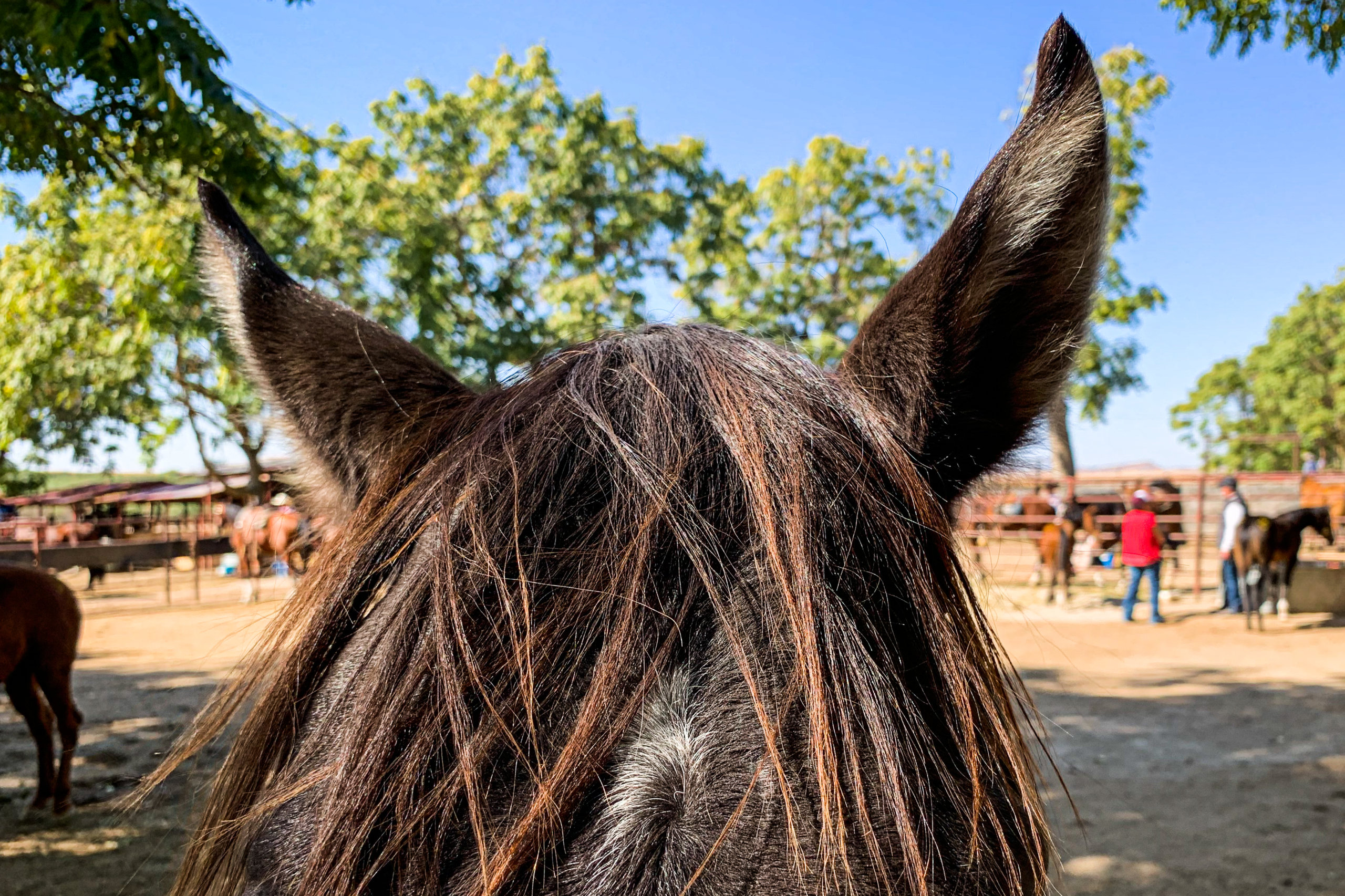 Close-up of the ears and bangs of a horse