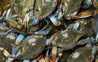 Several dozen live crabs, fresh from Louisiana marsh