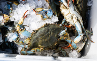Blue crabs in an ice chest