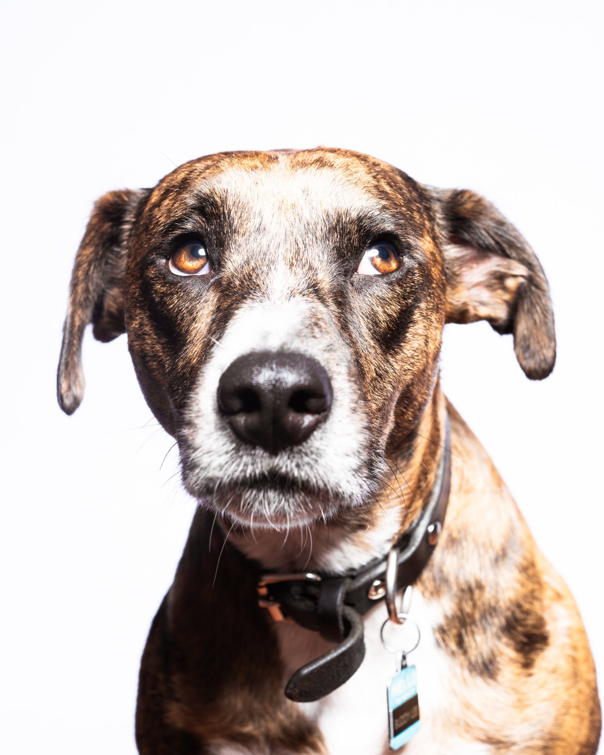 Portrait of rescue hound mix Buddy Lee