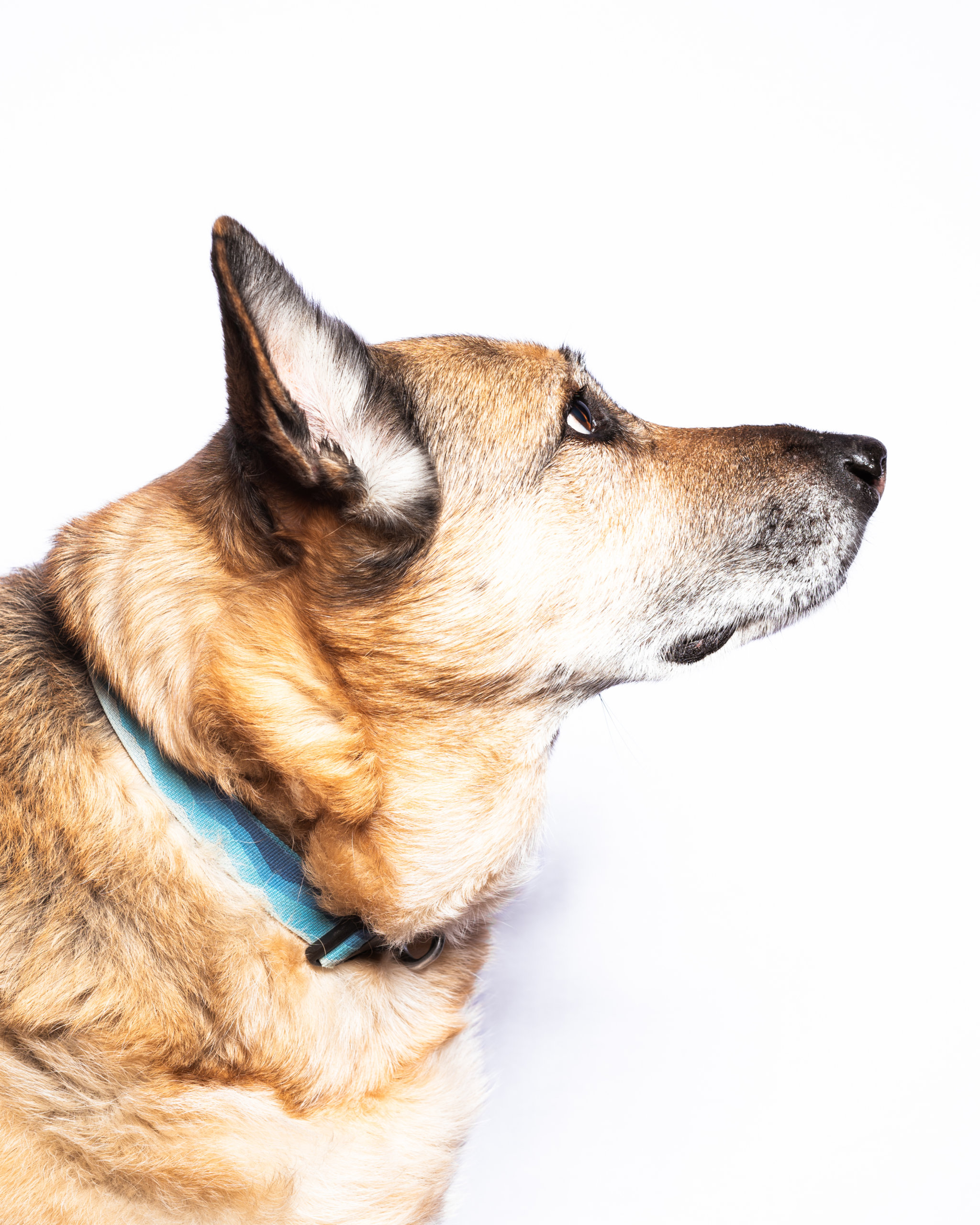 Pup portrait of Lucy, a rescued German shepherd