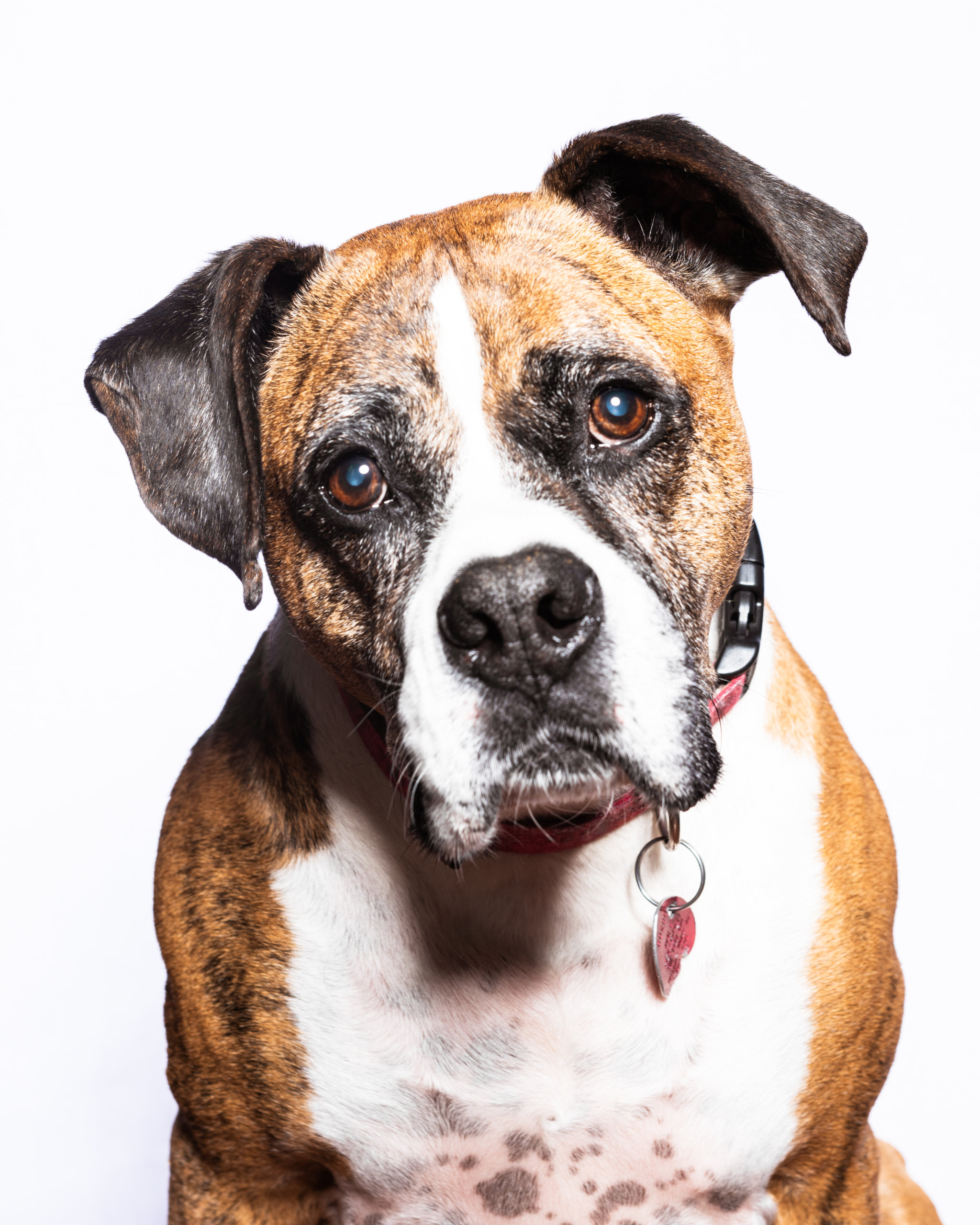 Portrait of Rockie, a rescued boxer pup
