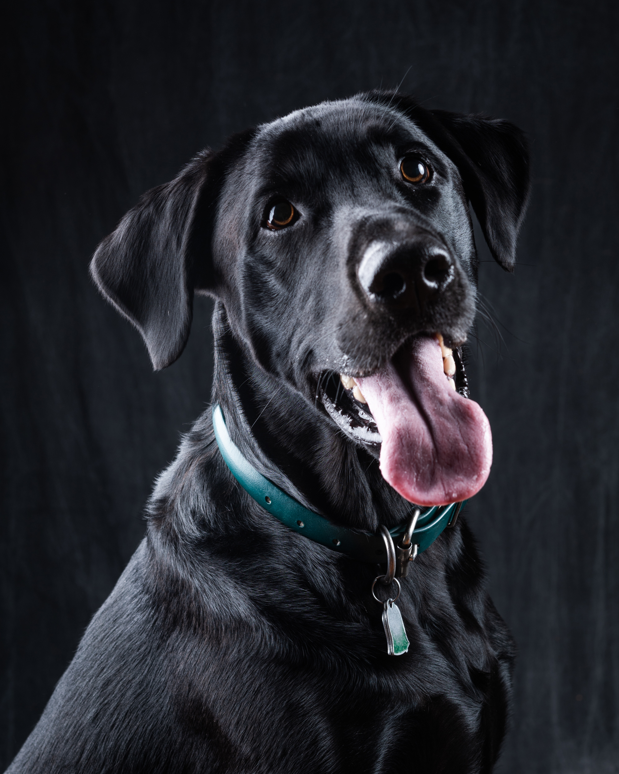 Portrait of Bruce, a black labrador retriever