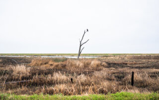 An osprey on a ghost tree overlooking the marsh in Point-Aux-Chenes wildlife management area