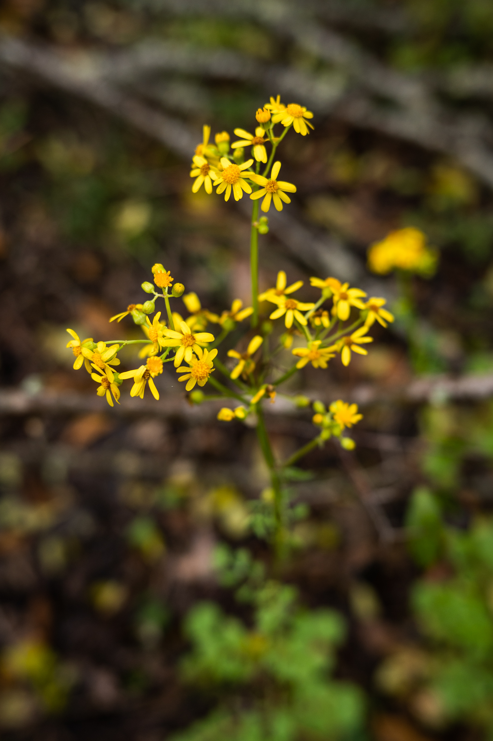 Butterweed growing in a hardwood forest