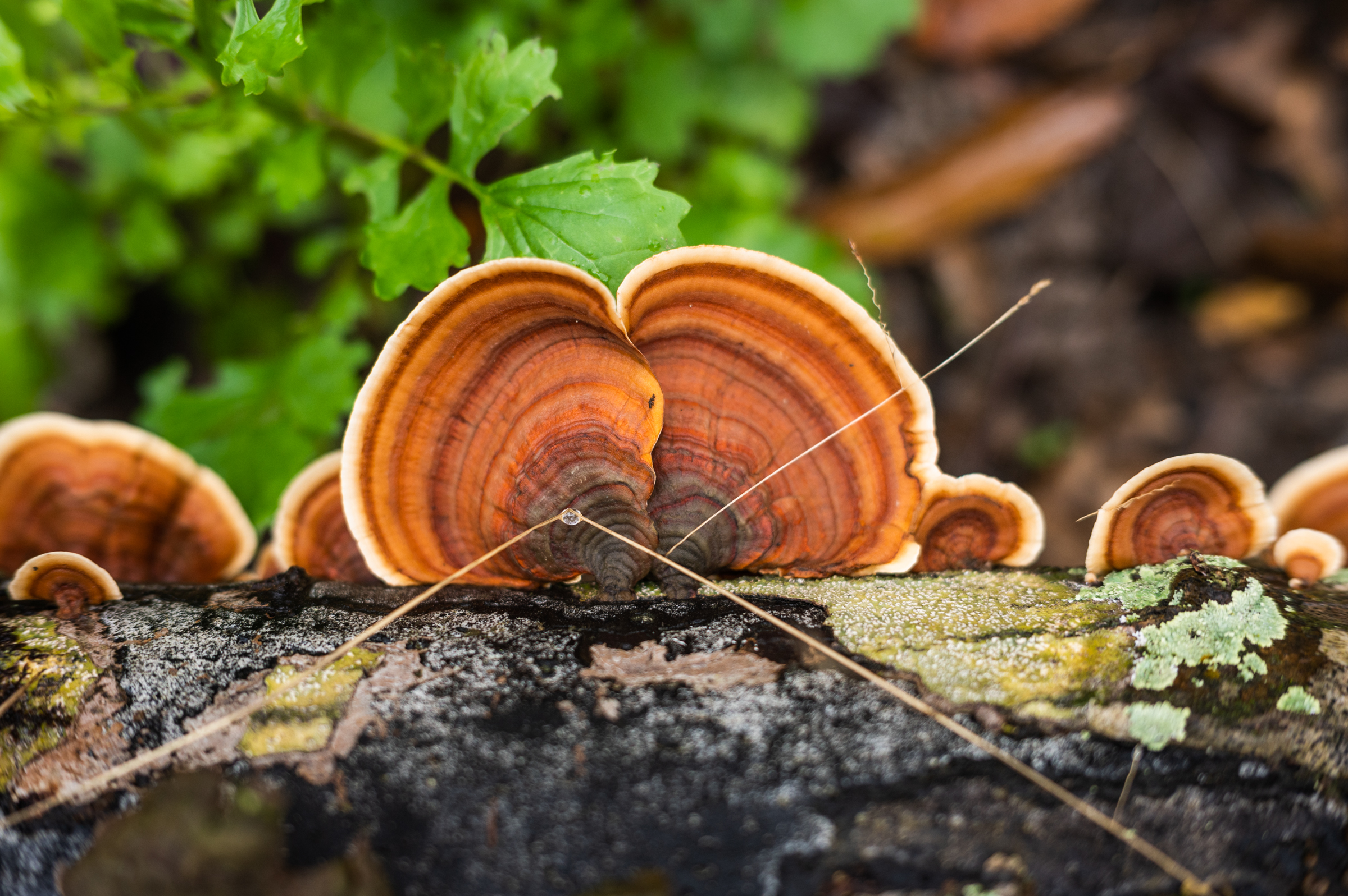A false turkey tail mushroom growing from a downed tree
