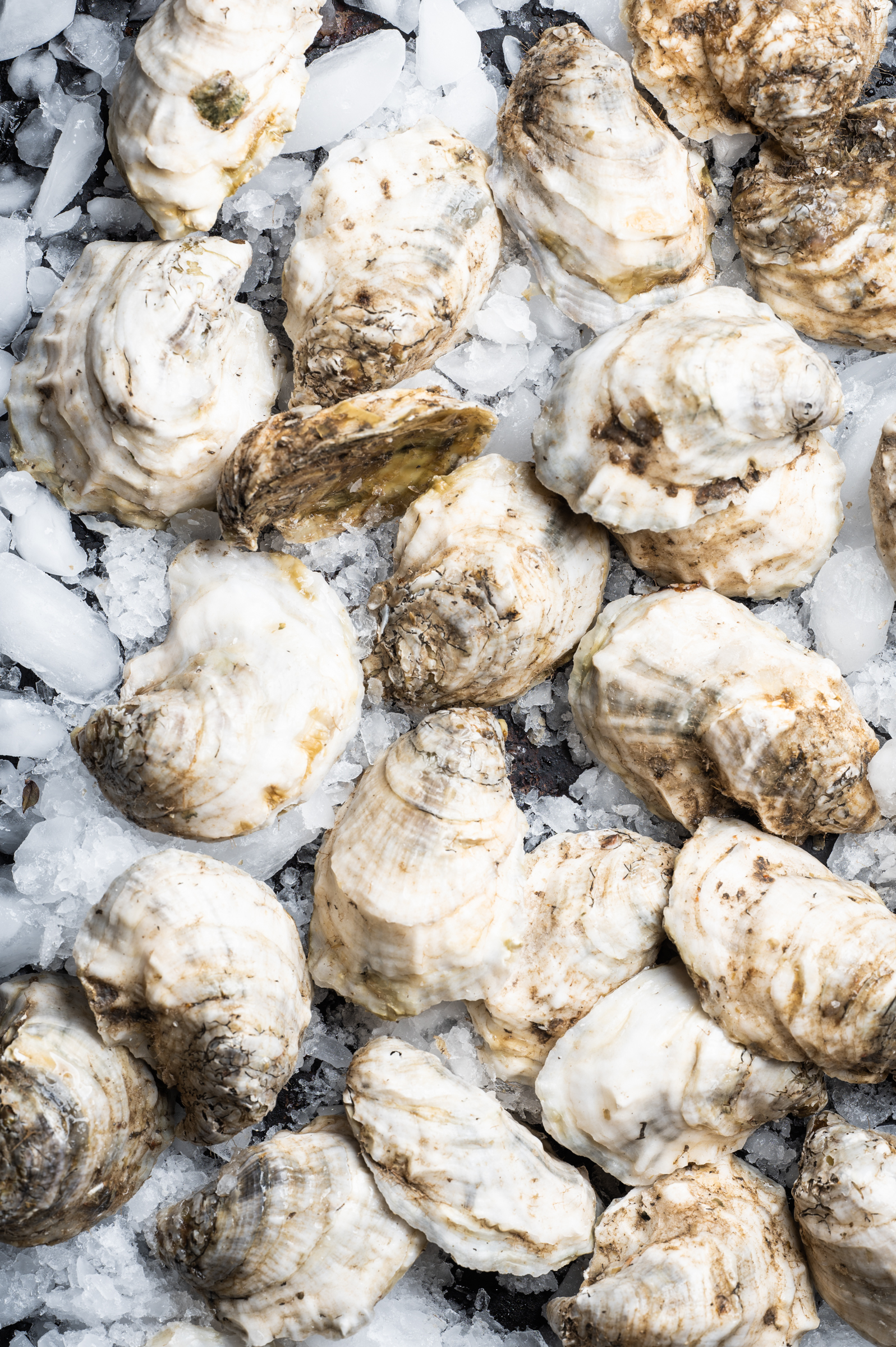 Fresh oysters on a bed of ice