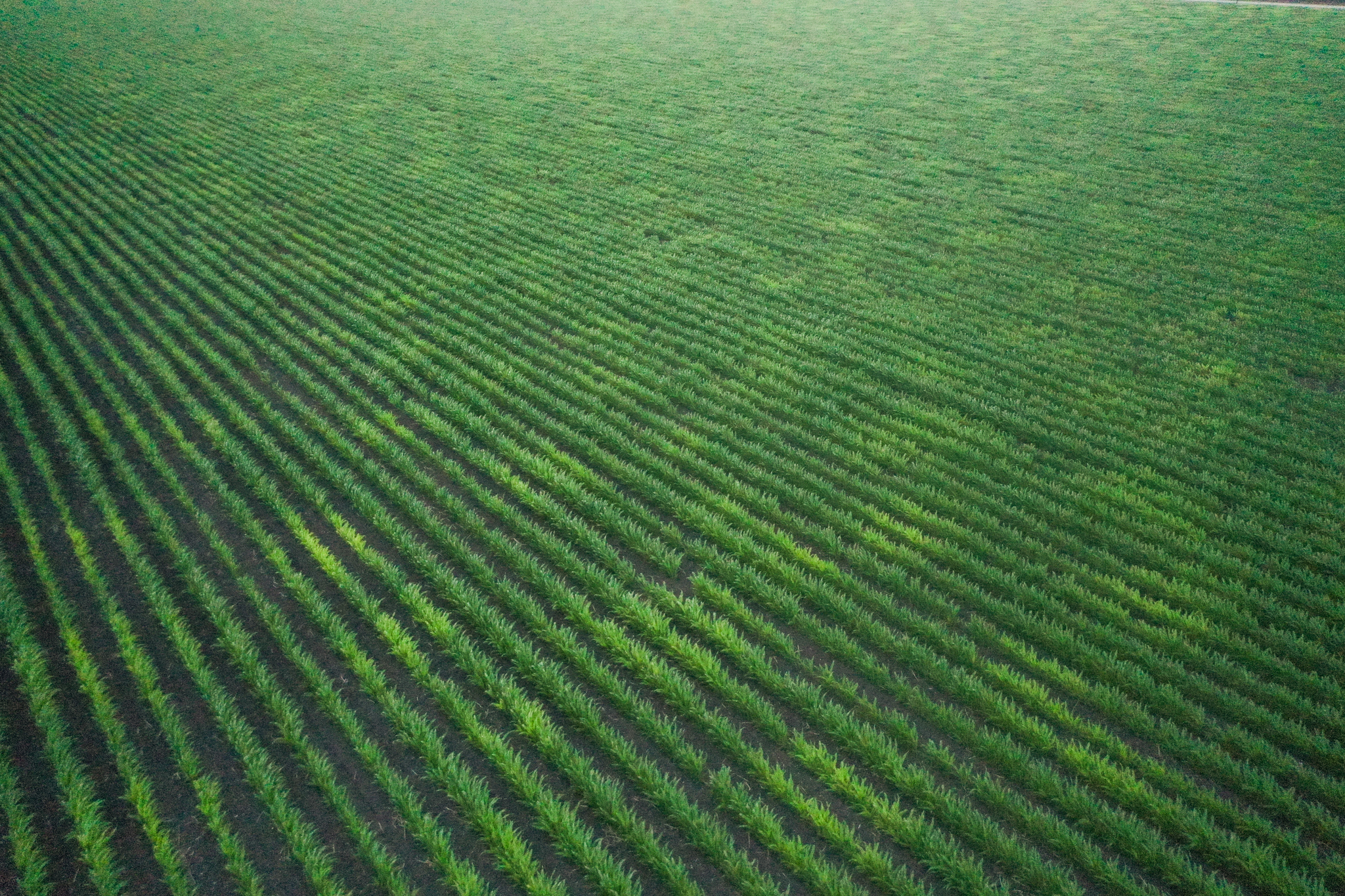 Lines formed from sorghum plantings along the Texas gulf coast