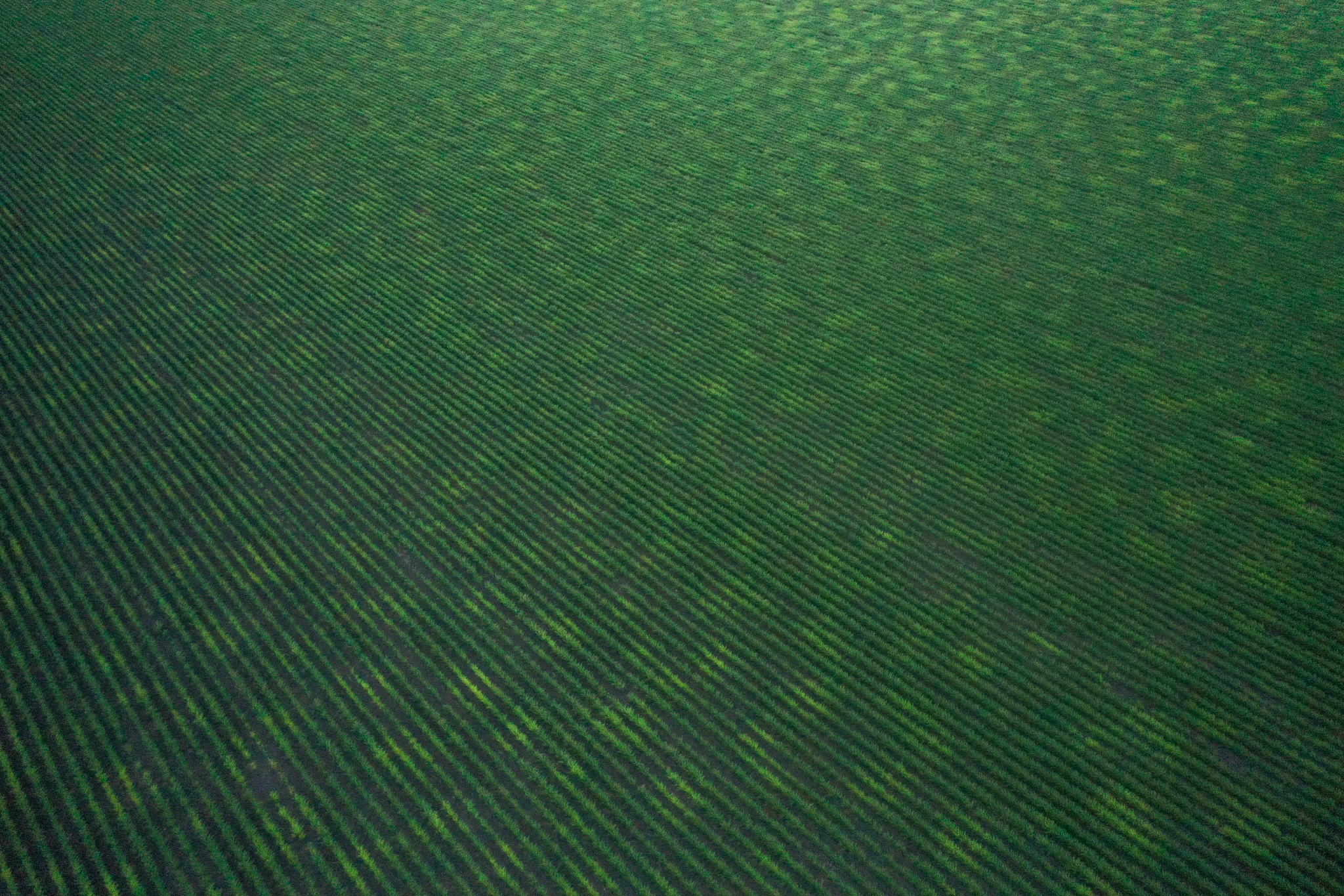 Aerial textures of young sorghum plants in south Texas