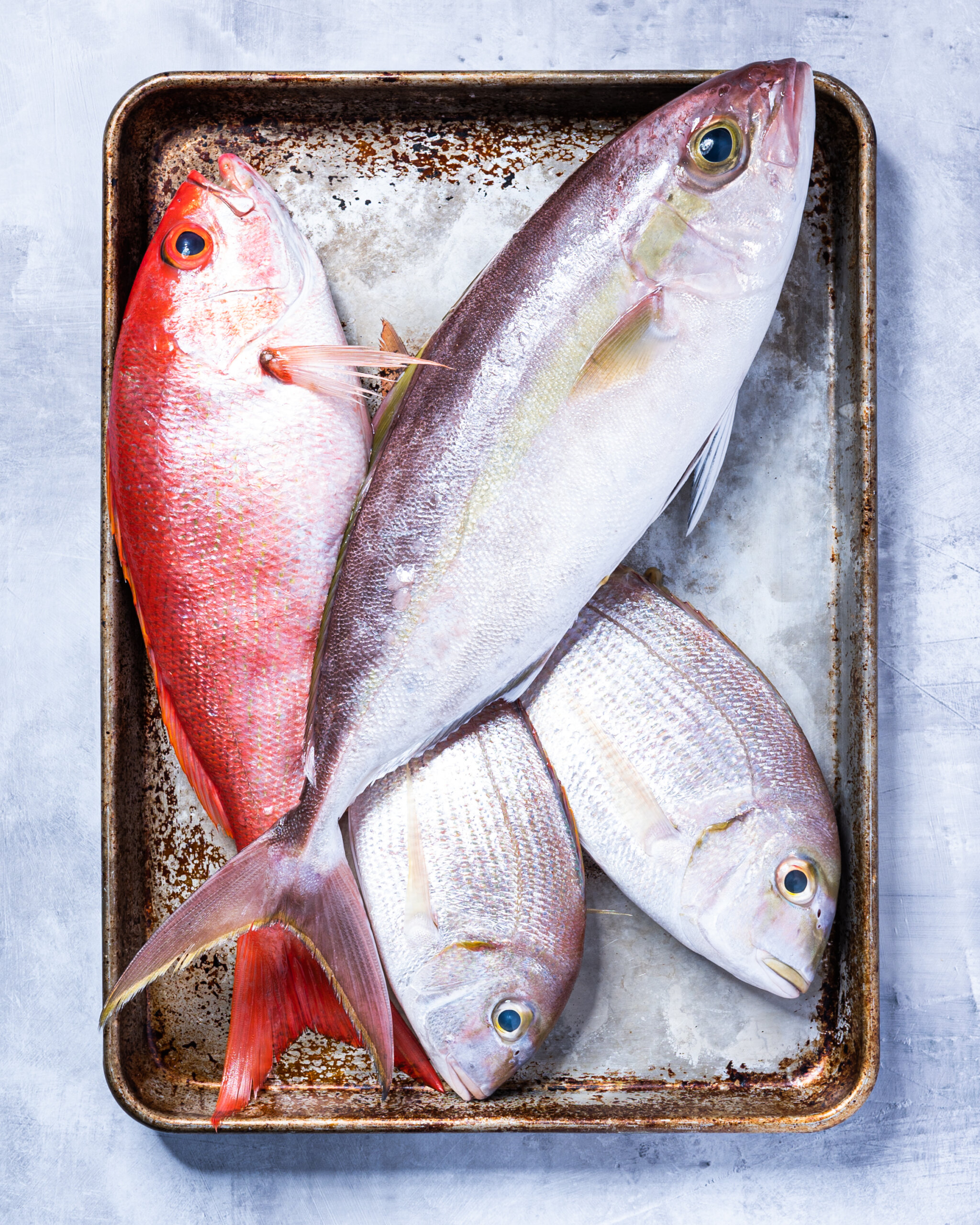 Fresh fish - lesser amberjack, vermillion snapper, and porgy