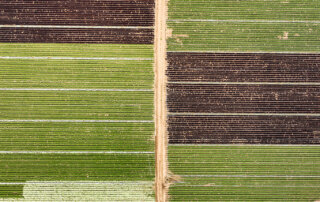Aerial view of lettuce fields at Lakeside Organics