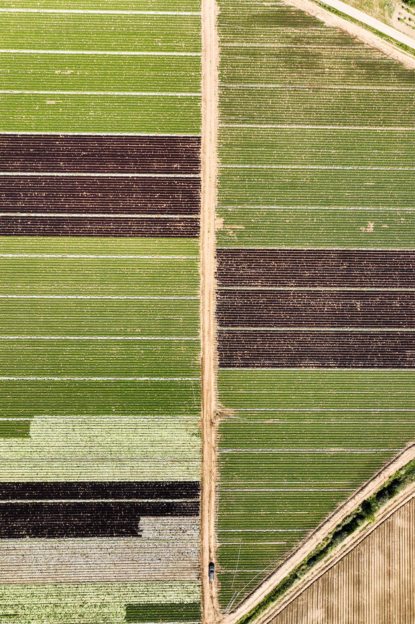 Aerial view of lettuce fields at Lakeside Organics