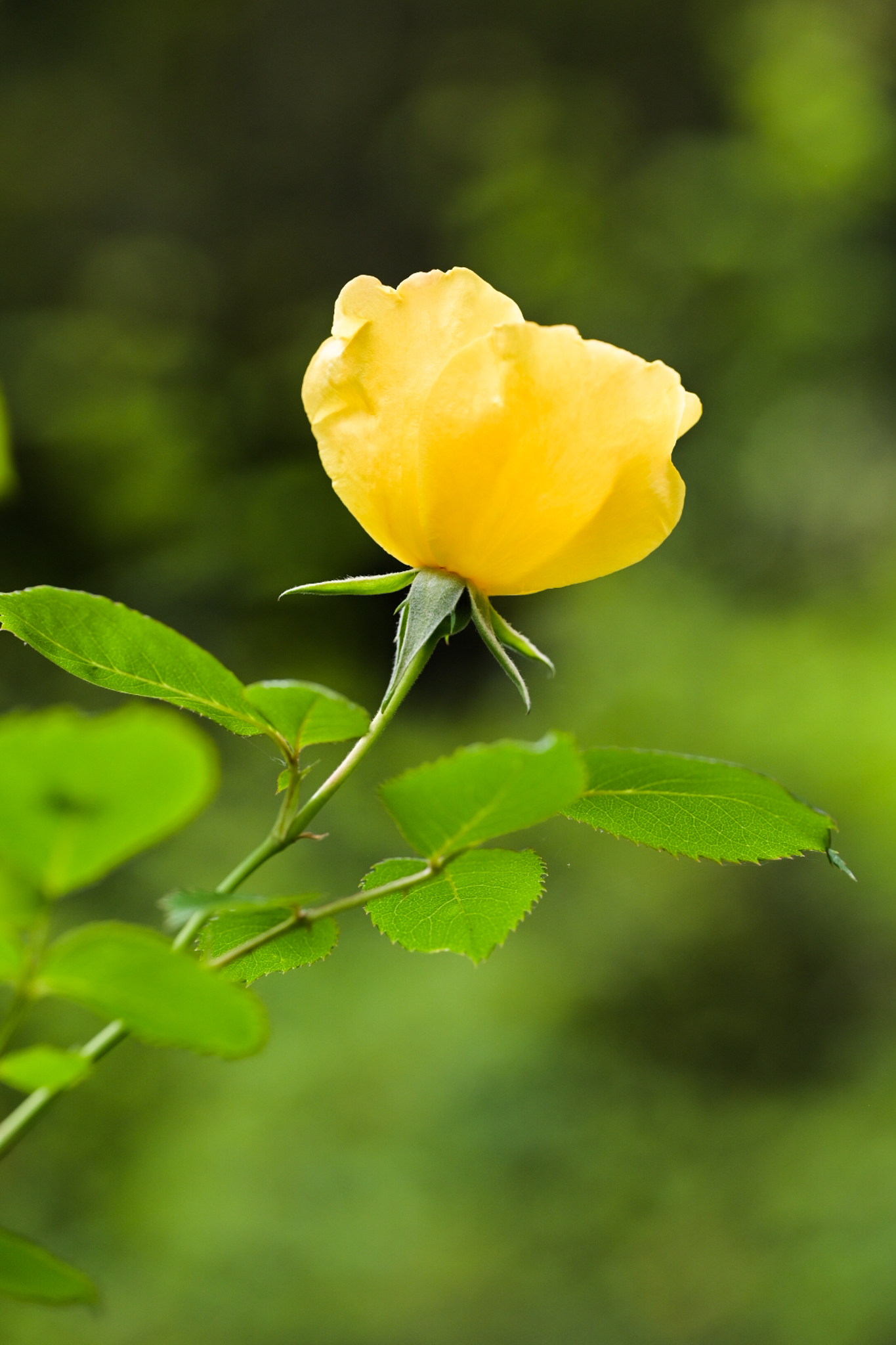 A yellow rose in the garden at Roses of Yesterday & Today