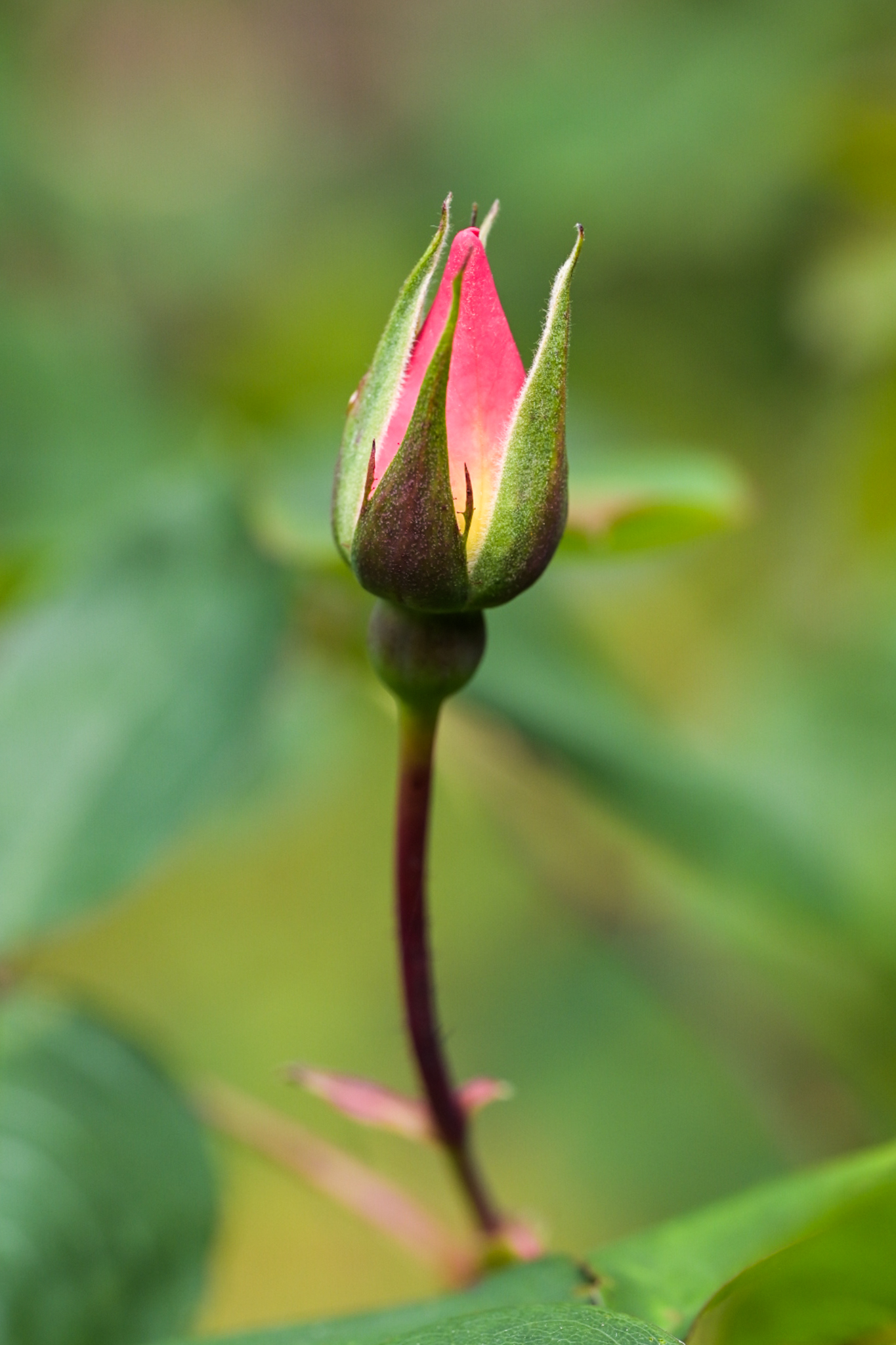 A pink rose bud starts to blossom