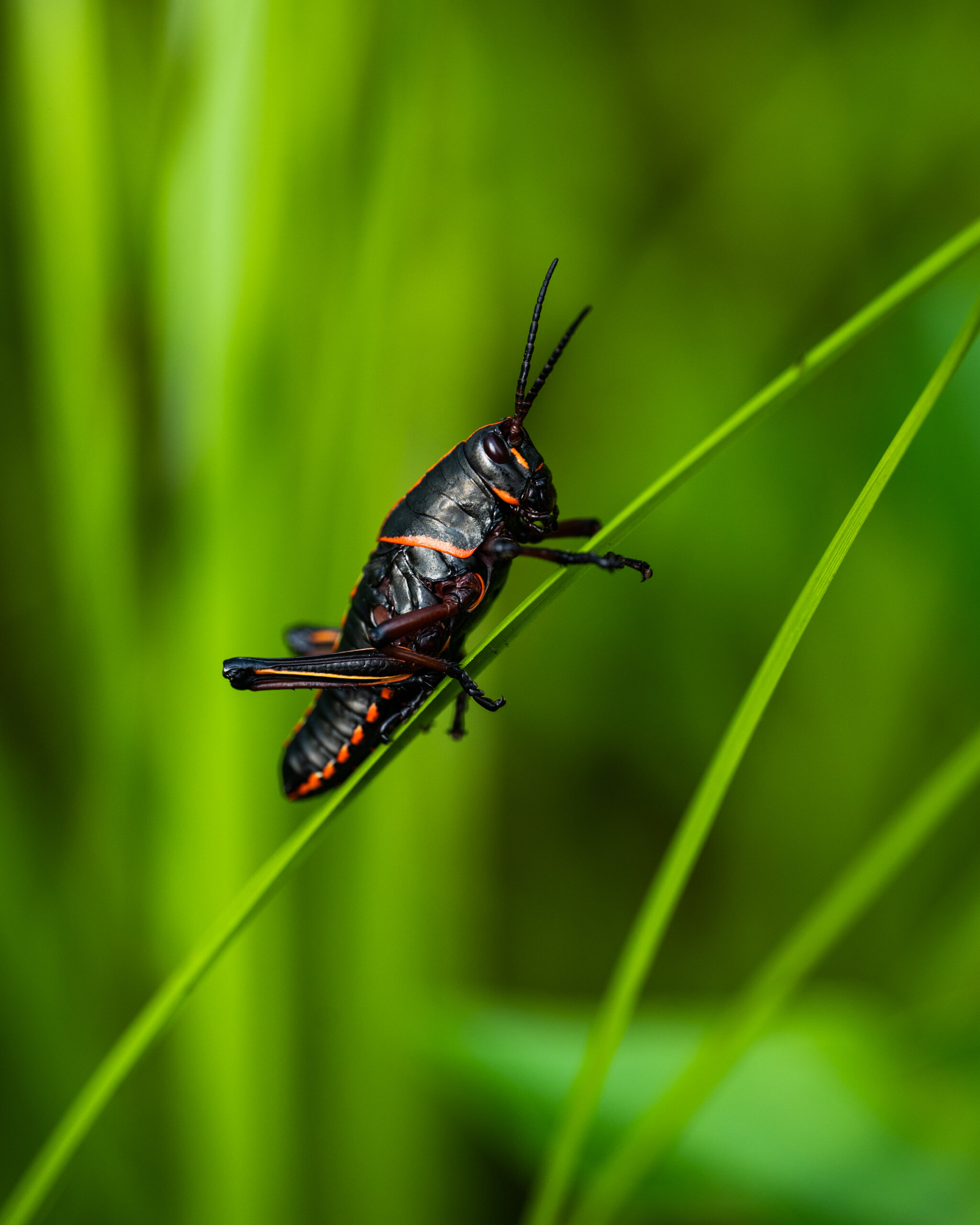 Black lubber grasshopper in Jean Lafitte National Park