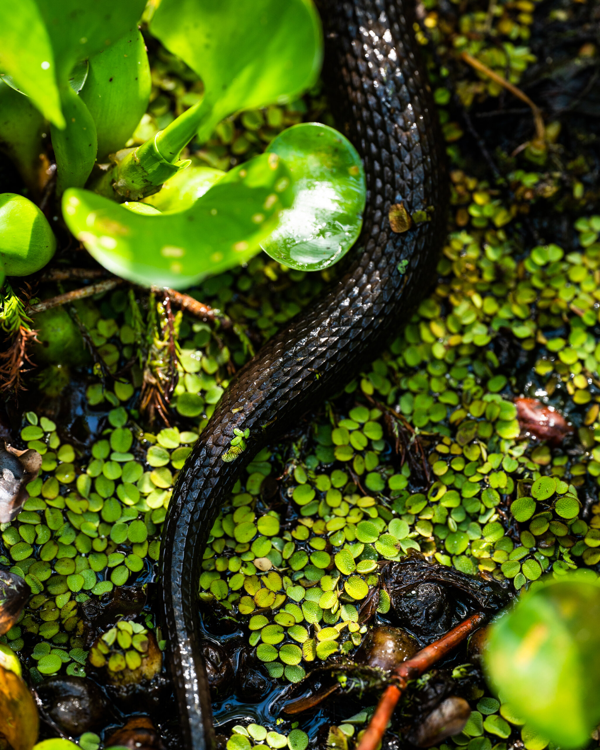 Curves of a snake slithering through the swamp