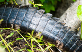 An alligator tail spotted in Barataria Preserve