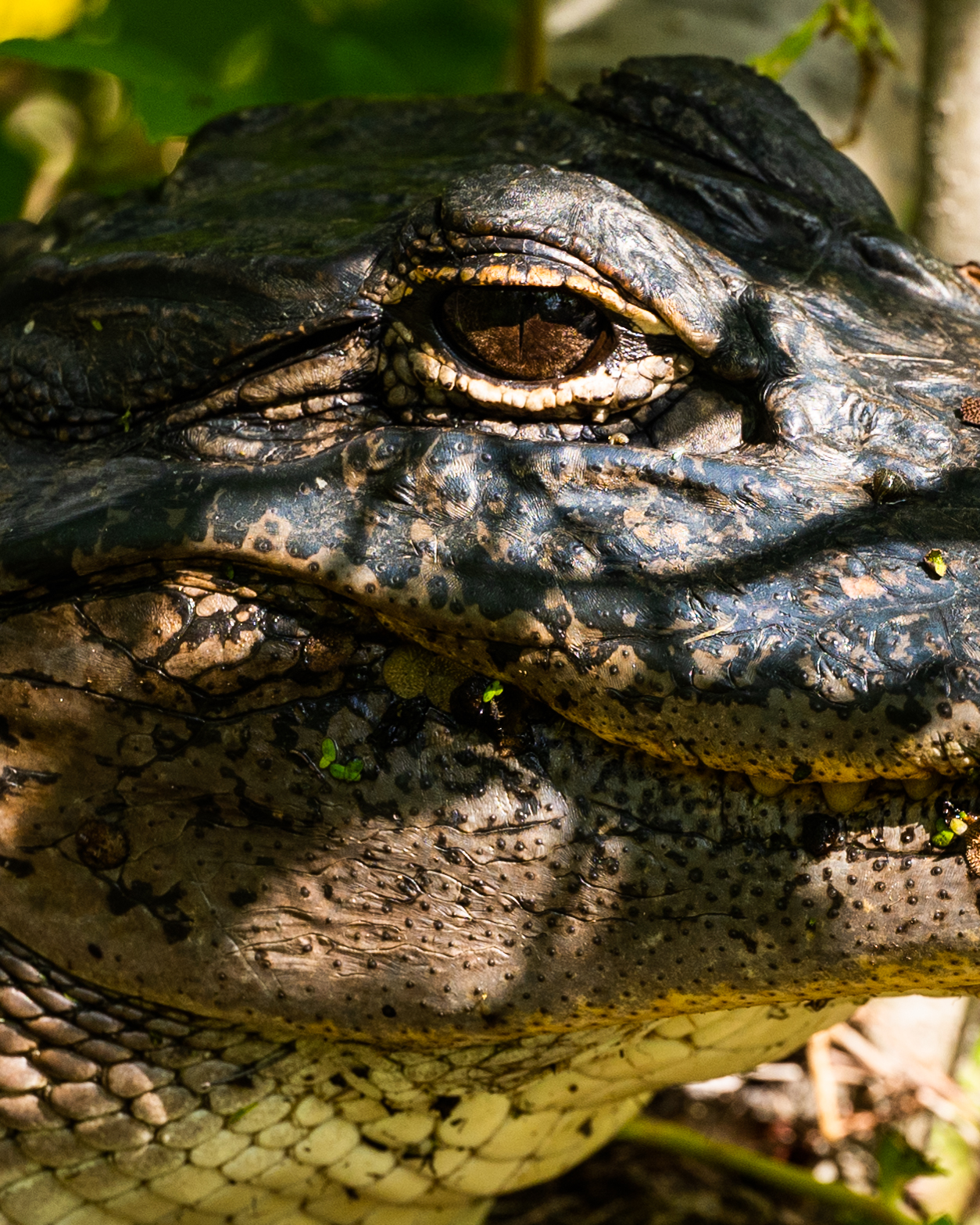 Close-up of an alligator seen in Barataria Preserve
