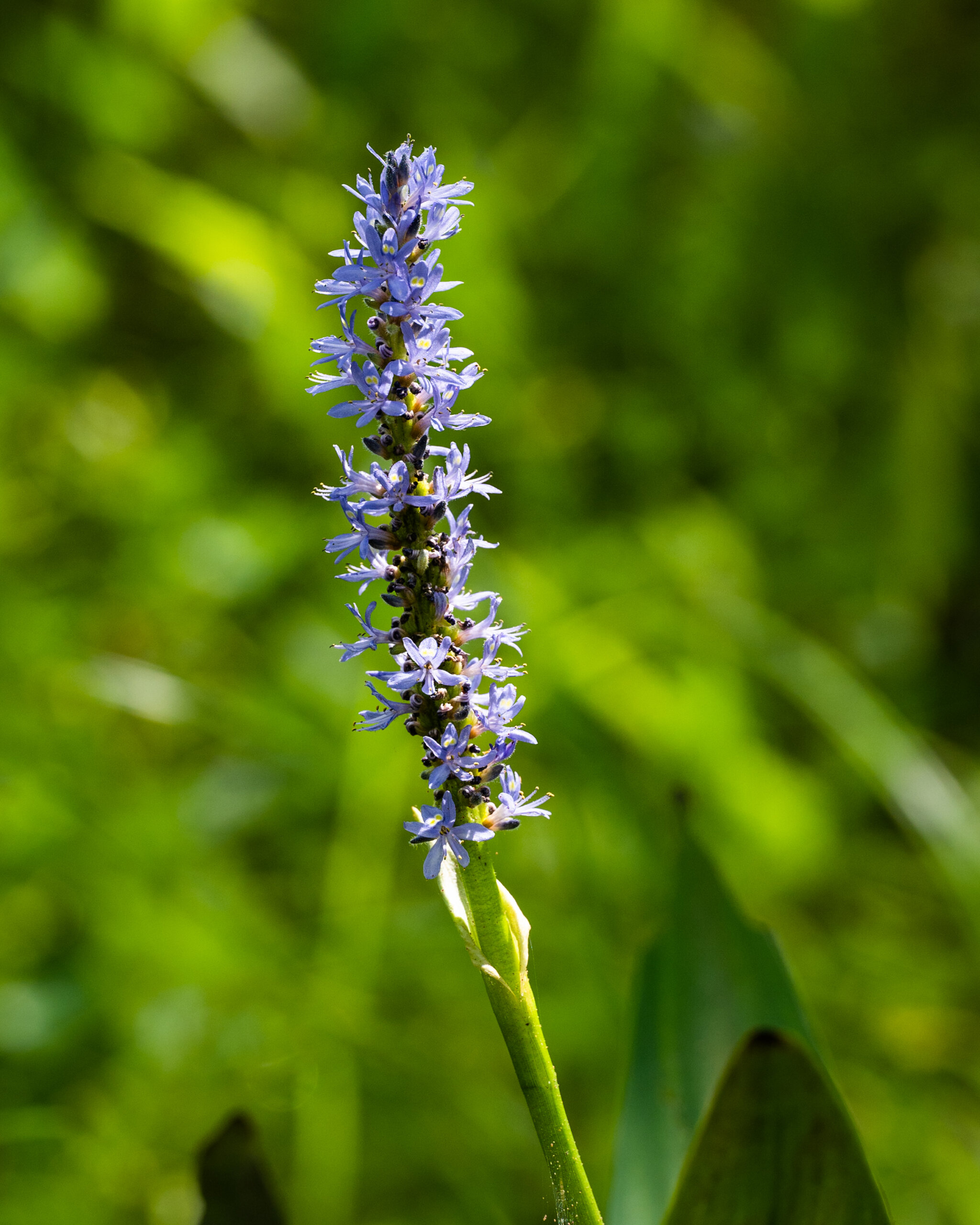 Detail of a pickerelweed flower